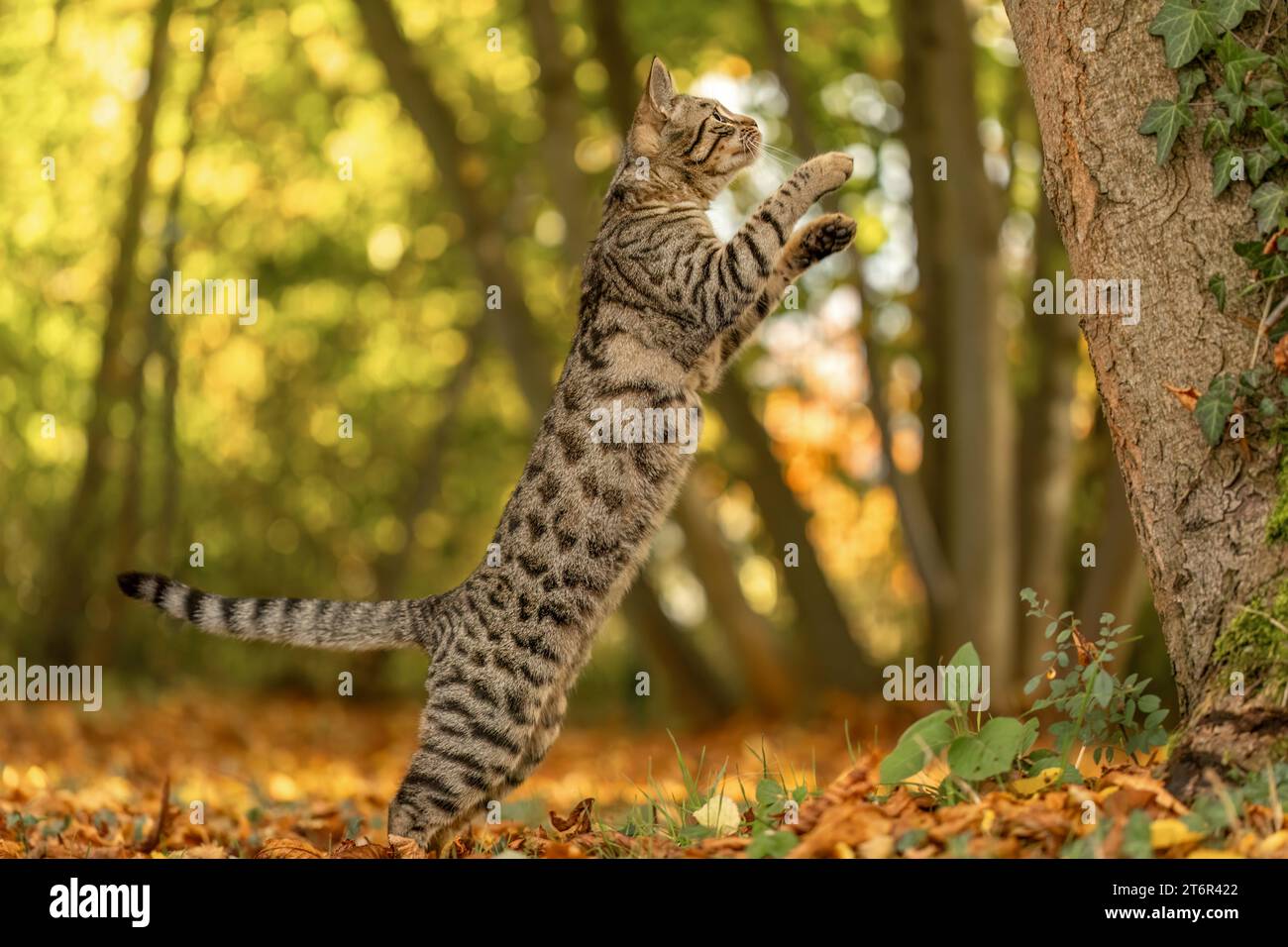Eine gestreifte bengalische Mischkatze spielt und klettert im Herbst draußen auf einem Baum Stockfoto
