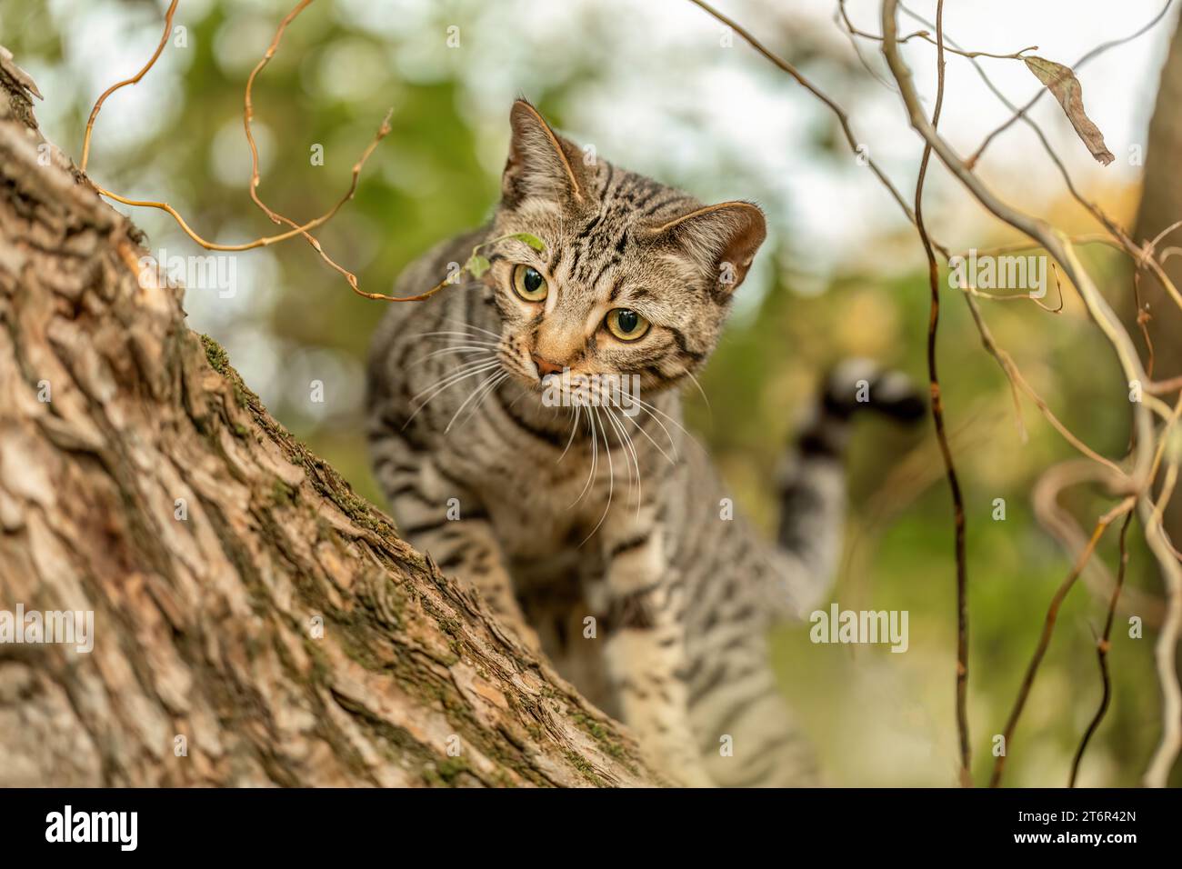 Eine gestreifte bengalische Mischkatze spielt und klettert im Herbst draußen auf einem Baum Stockfoto