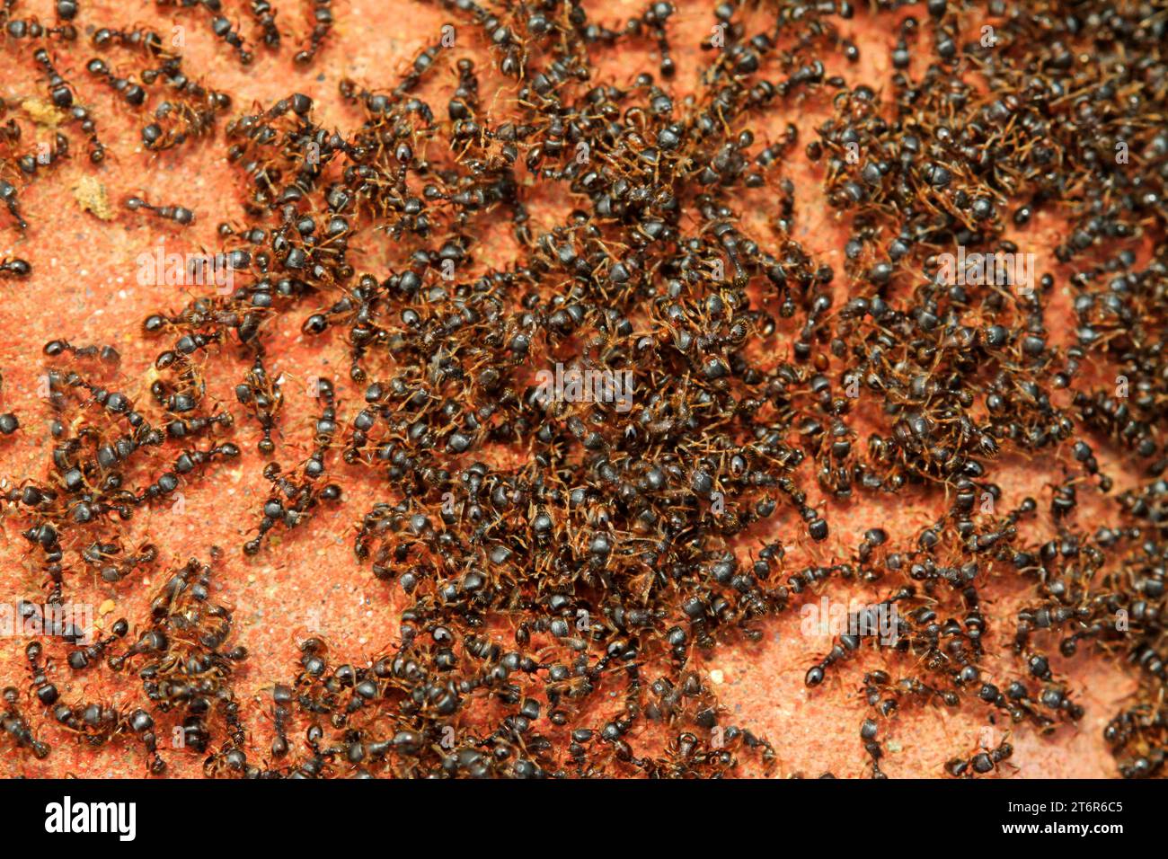 Formiciden-Insekten in der Wildnis Stockfoto