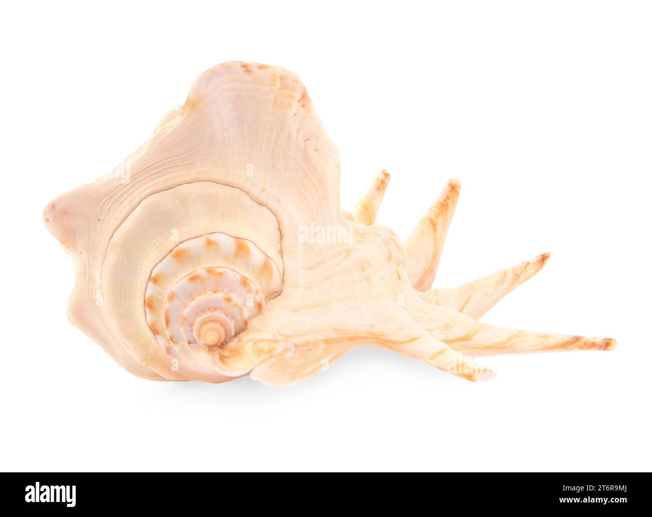 Wunderschöne Muschel isoliert auf weiß. Strandobjekt Stockfoto