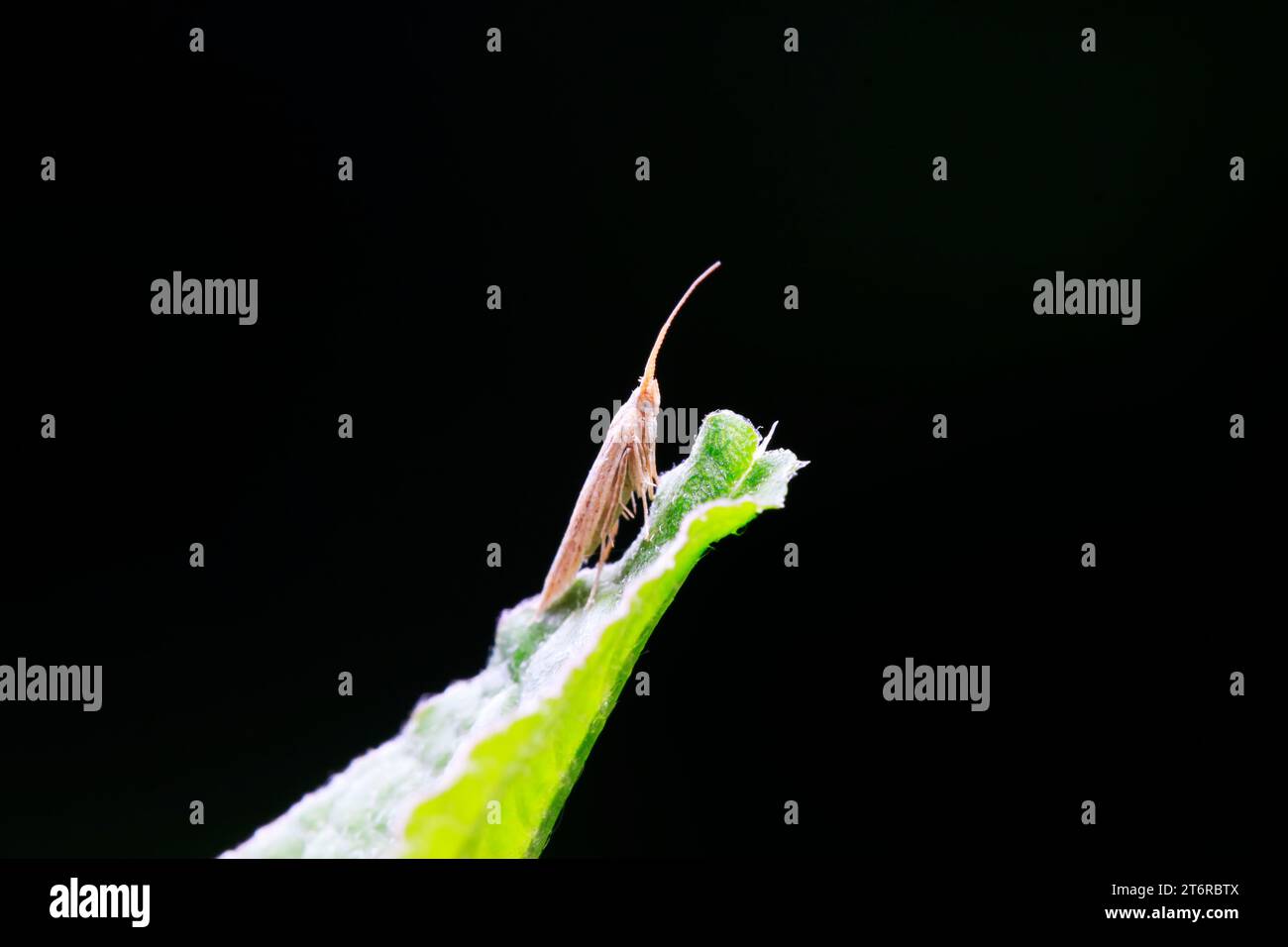 Coleophoridae Insekten in der Wildnis Stockfoto