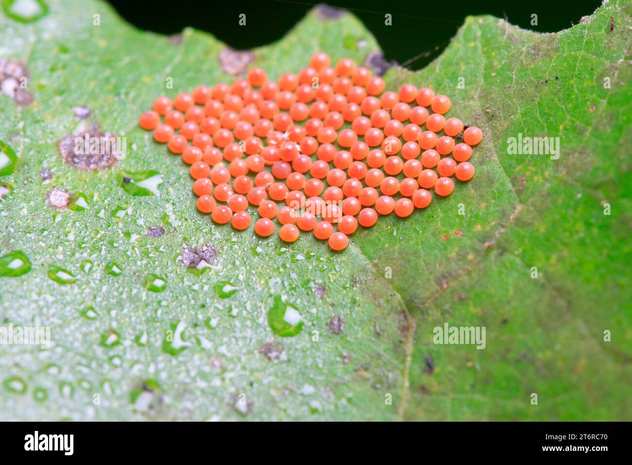 Insekteneier auf Pflanzen in freier Wildbahn Stockfoto