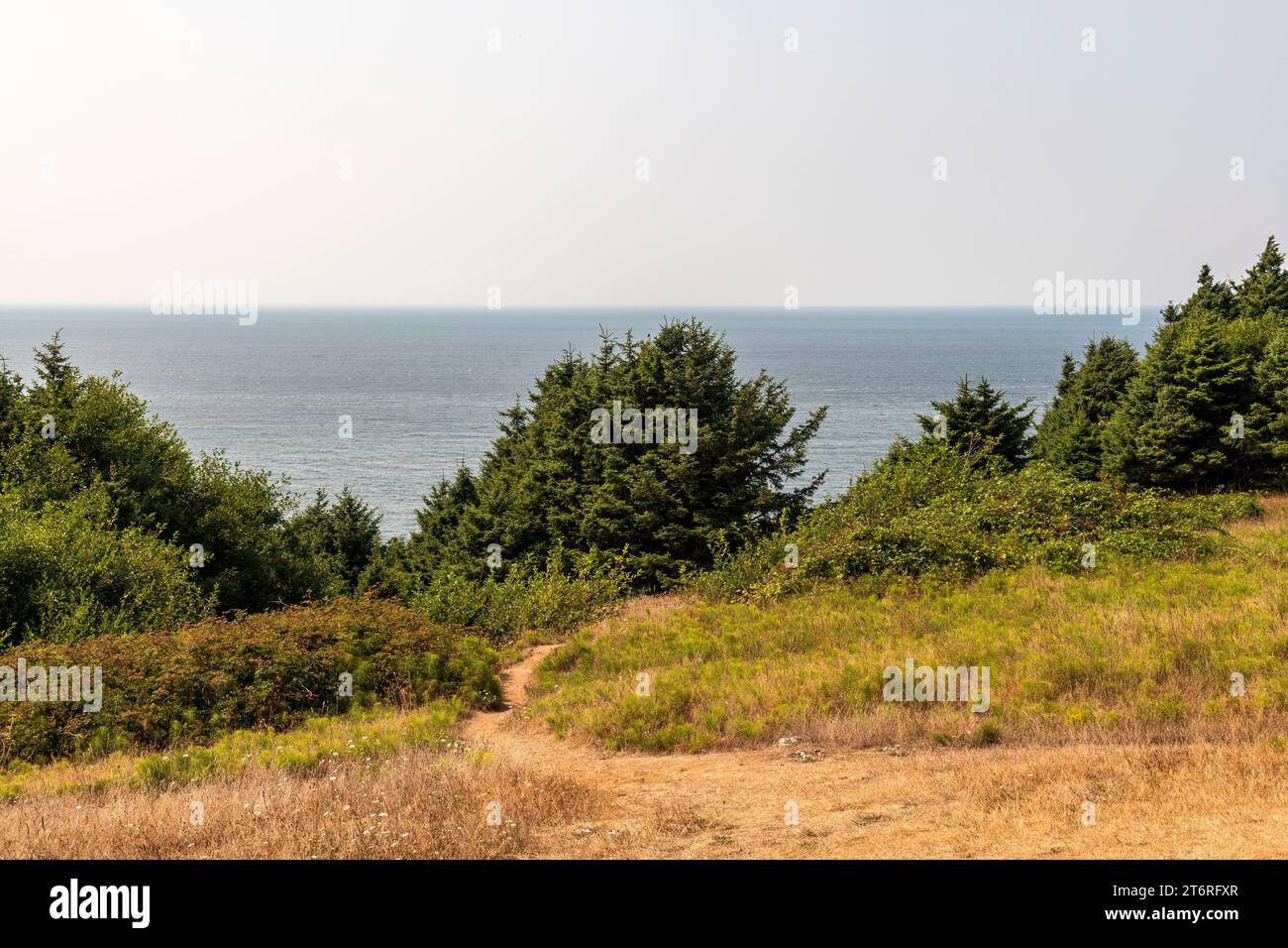 Vom Ecola State Park entlang der Küste von Oregon aus hat man einen Blick auf den Pazifik, mit immergrünen Bäumen im Vordergrund und einem hellen klaren Himmel darüber. Stockfoto