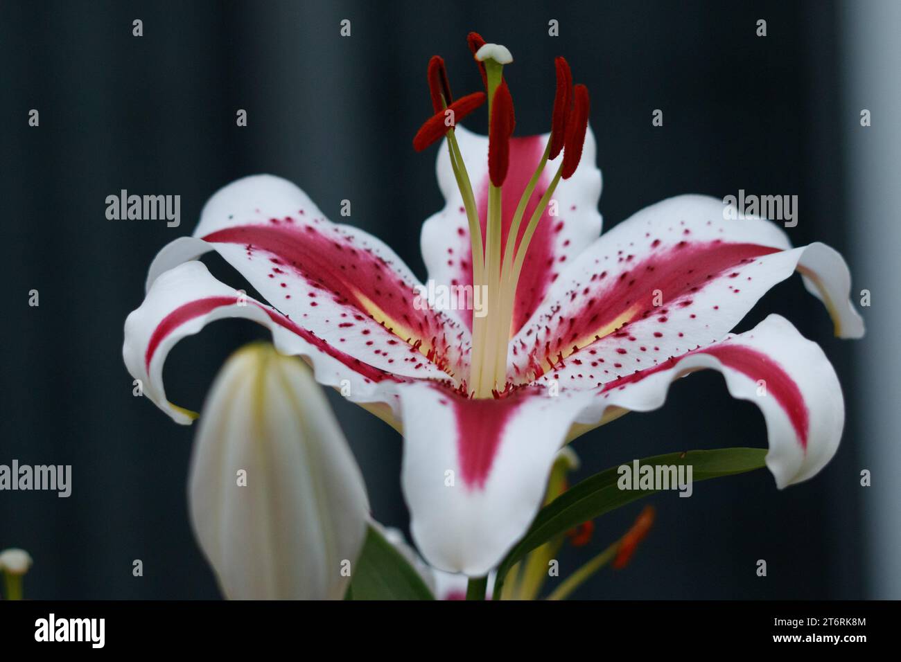 Nahaufnahme einer orientalischen Lilie mit dunklem Hintergrund Stockfoto