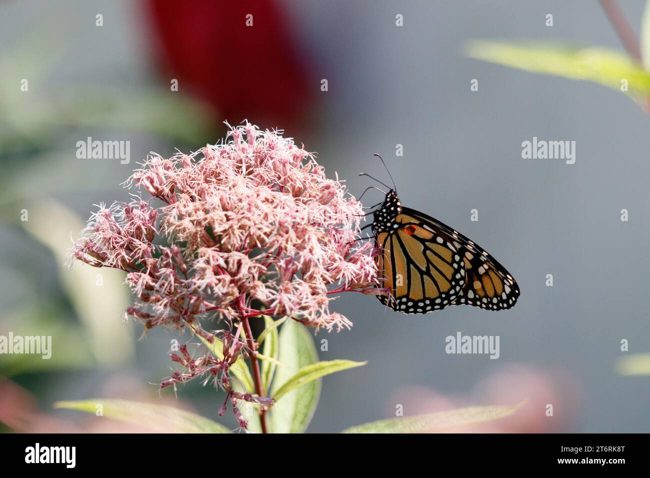 Nahaufnahme eines Monarchschmetterlings auf dem blühenden Joe Pye Weed im Sommer. Stockfoto