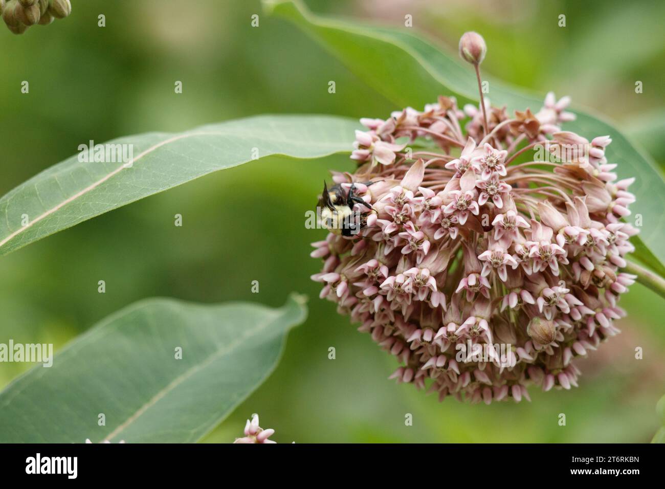 Eine Tischlerbiene auf einer gewöhnlichen Milchkrautblüte, eine kugelförmige rosa Blume. Stockfoto