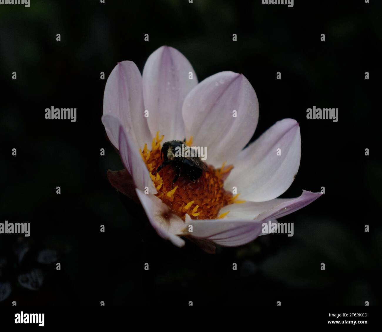 Eine nasse Biene auf einer einzigen blühenden glücklichen Single Prinzessin Dahlia vor dunklem Hintergrund Stockfoto
