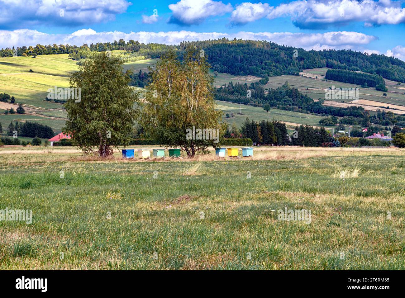 Almwiesen in den Karpaten, Polen. Blick auf ein Bienenhaus mit bunten Bienenstöcken. Stockfoto