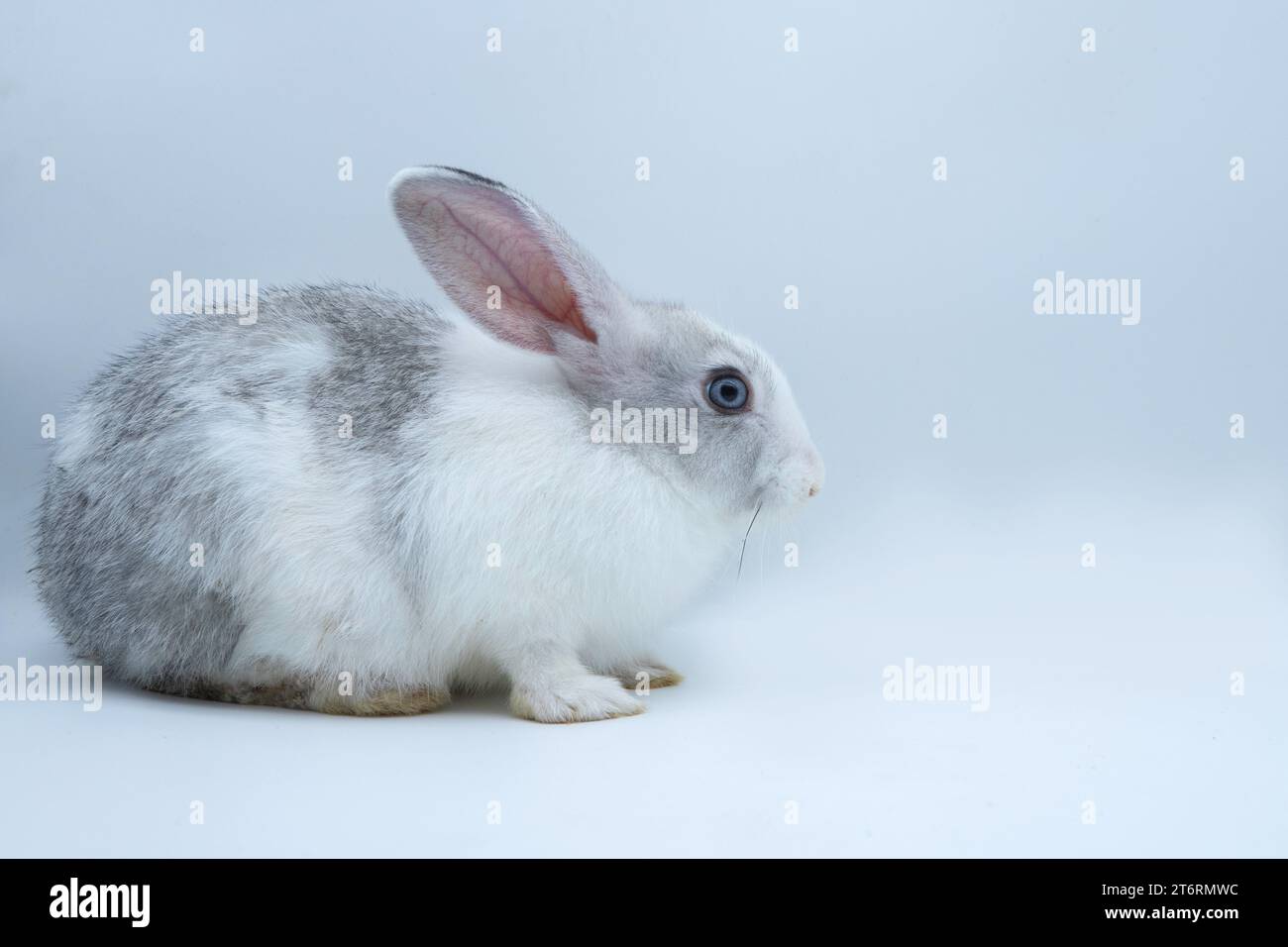 Porträt eines niedlichen braunen asiatischen Kaninchens, der auf Hinterbeinen steht und gegen einen Hasen blickt, eine Seitenansicht auf weißem Hintergrund Stockfoto