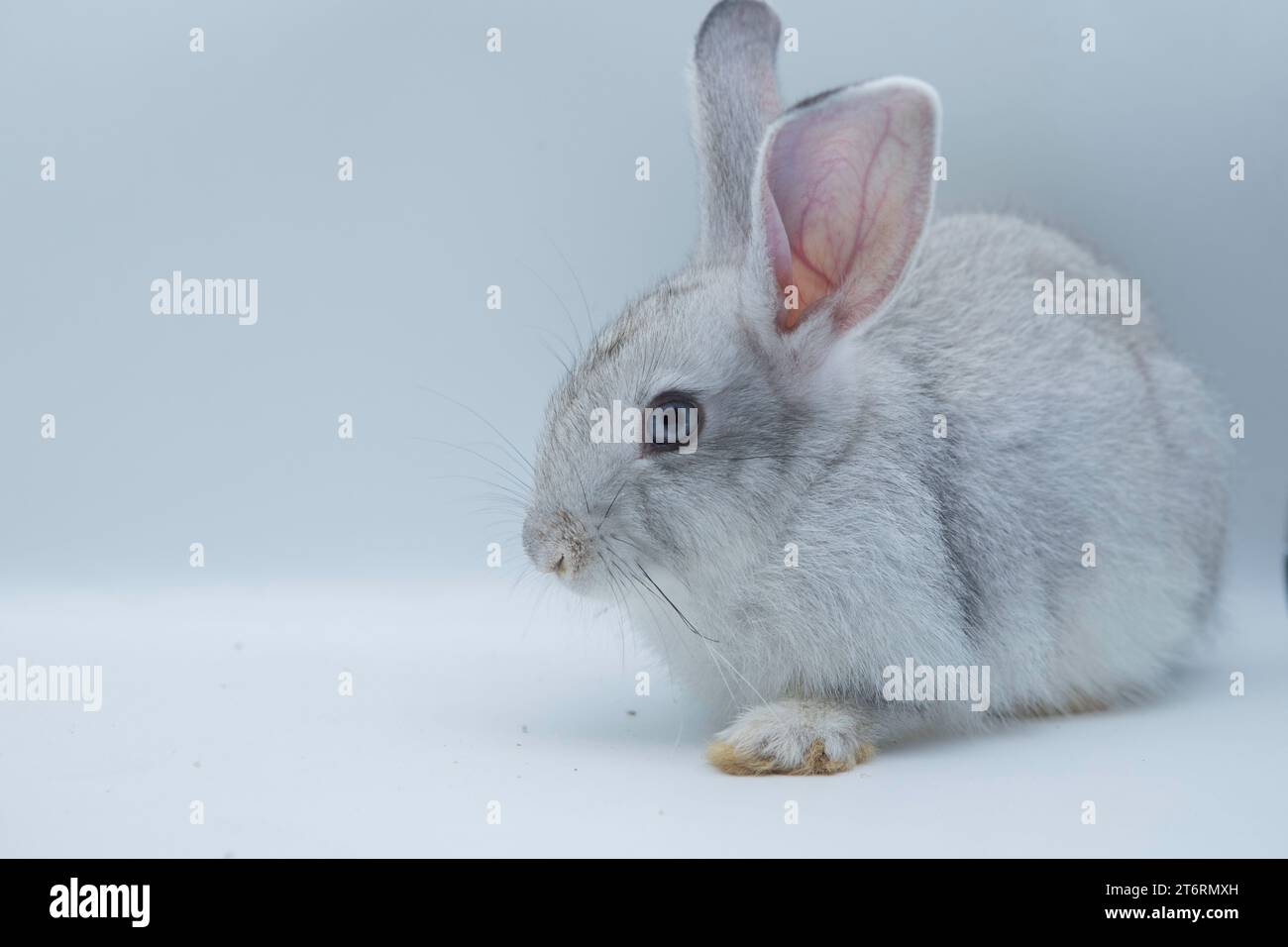 Porträt eines niedlichen braunen asiatischen Kaninchens, der auf Hinterbeinen steht und gegen einen Hasen blickt, eine Seitenansicht auf weißem Hintergrund Stockfoto