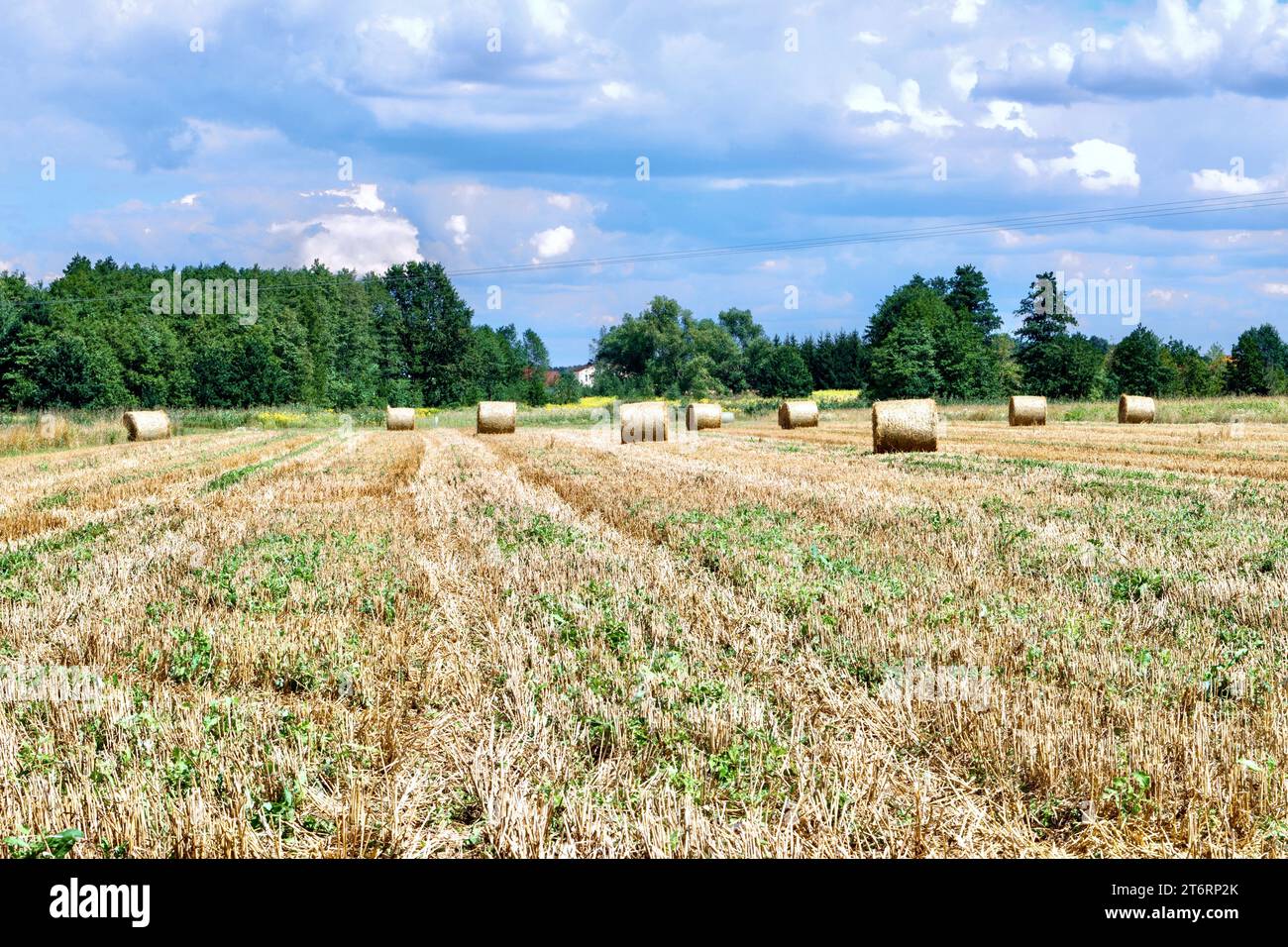 Landwirtschaftliches Feld mit Strohballen an einem sonnigen Sommertag, Polen. Stockfoto
