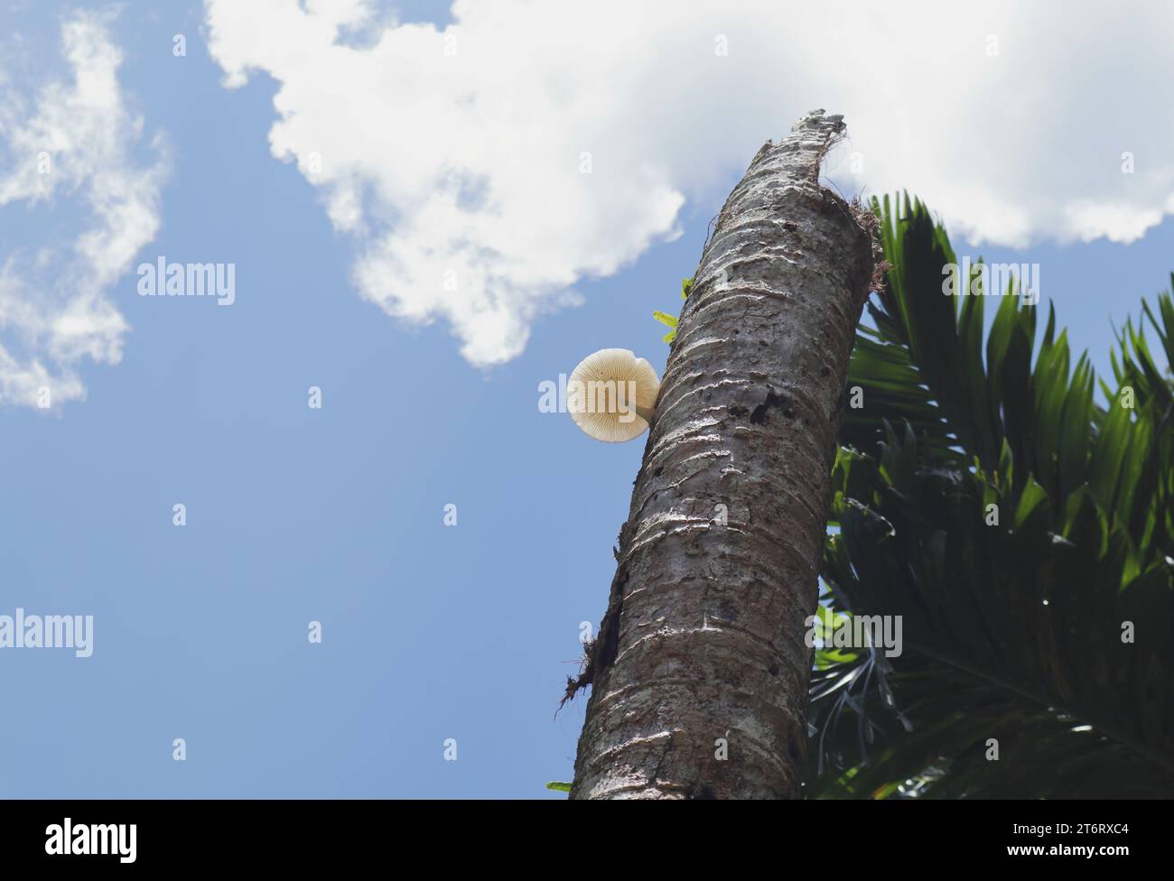 Niedrigwinkelansicht eines erhöhten Restteils eines toten Kokosnussbaums mit weißem Pilz der Gattung Oudemansiella am Stamm unter dem Clou Stockfoto