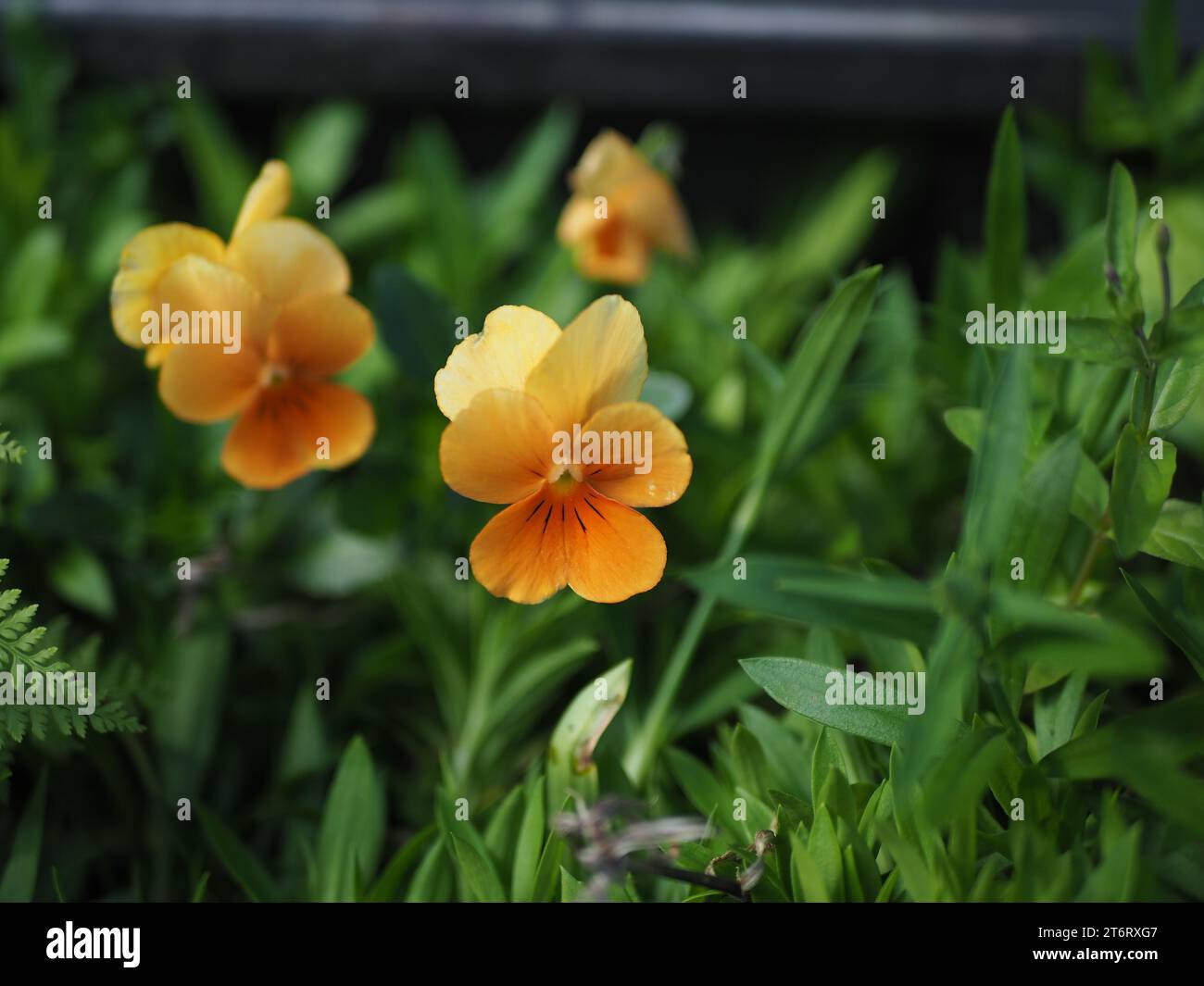 An Orange Mountain Stiefmütterchen (Viola lutea Huds.) Stockfoto