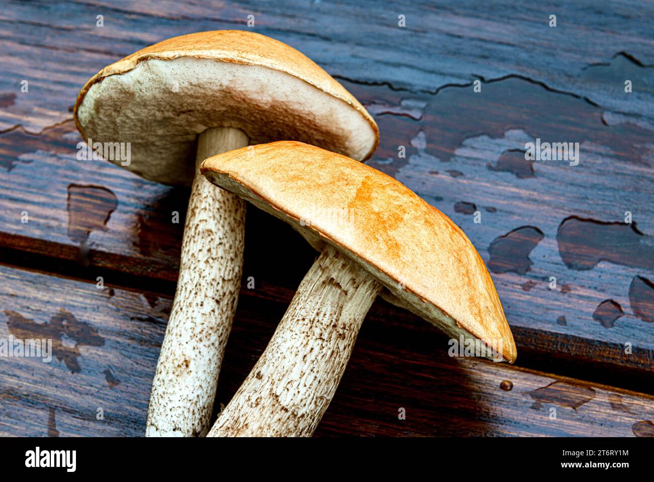 Leccinum aurantiacym ist eine Art von Basidiomykotenpilzen aus der Familie der Boletus. Stockfoto