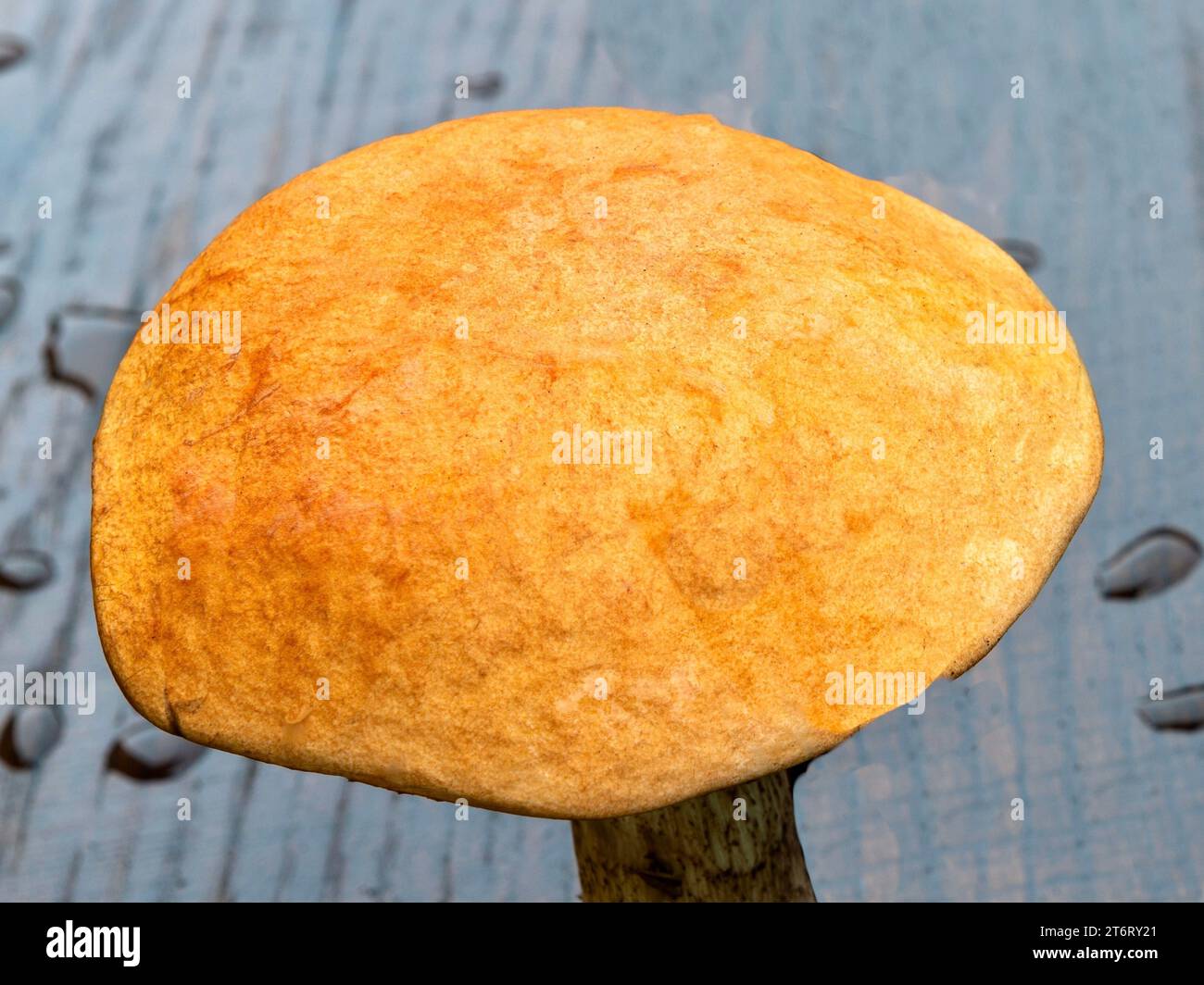 Leccinum aurantiacym ist eine Art von Basidiomykotenpilzen aus der Familie der Boletus. Stockfoto