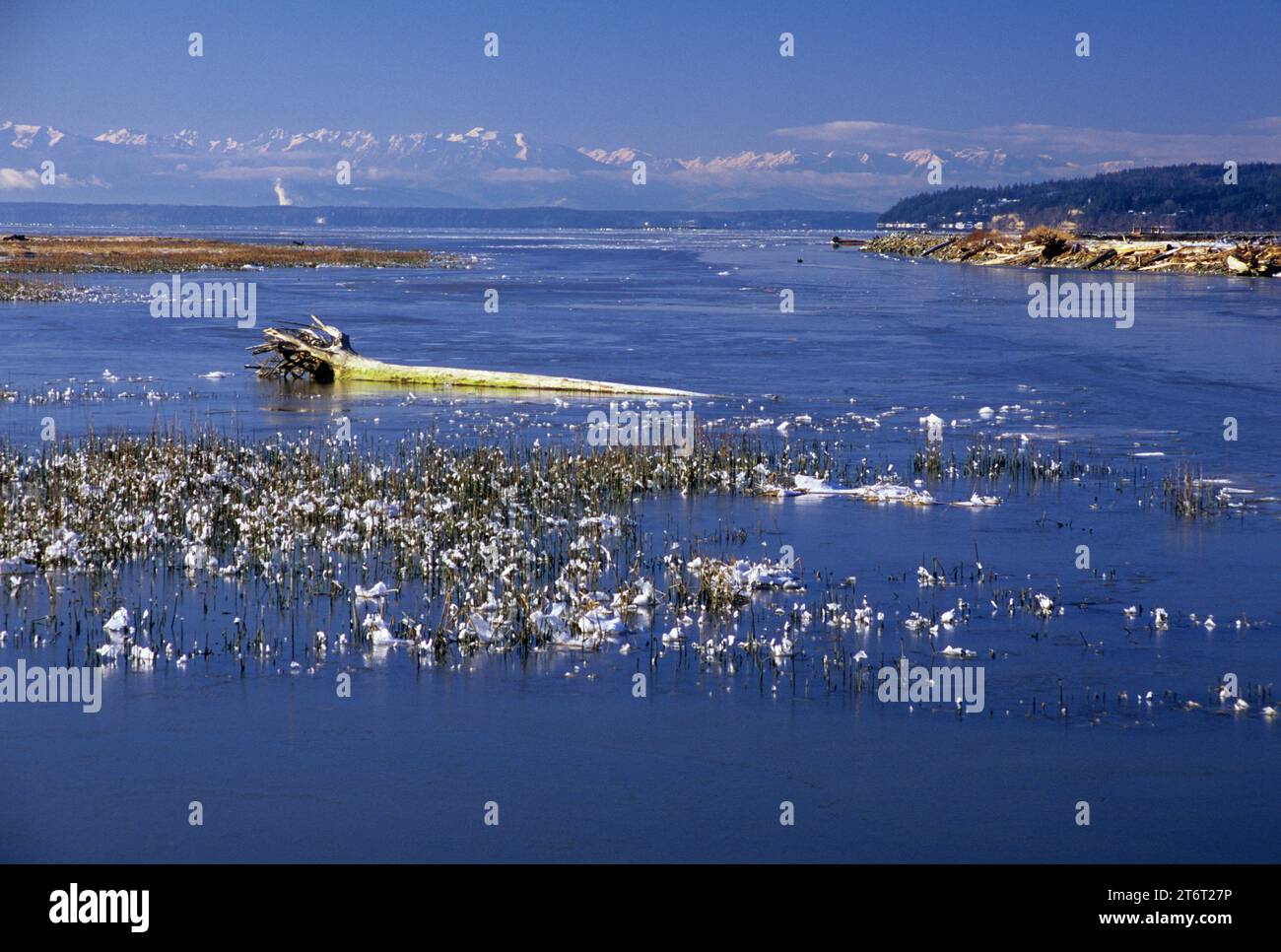 Skagit Bay, Skagit Wildlife Area, Washington Stockfoto