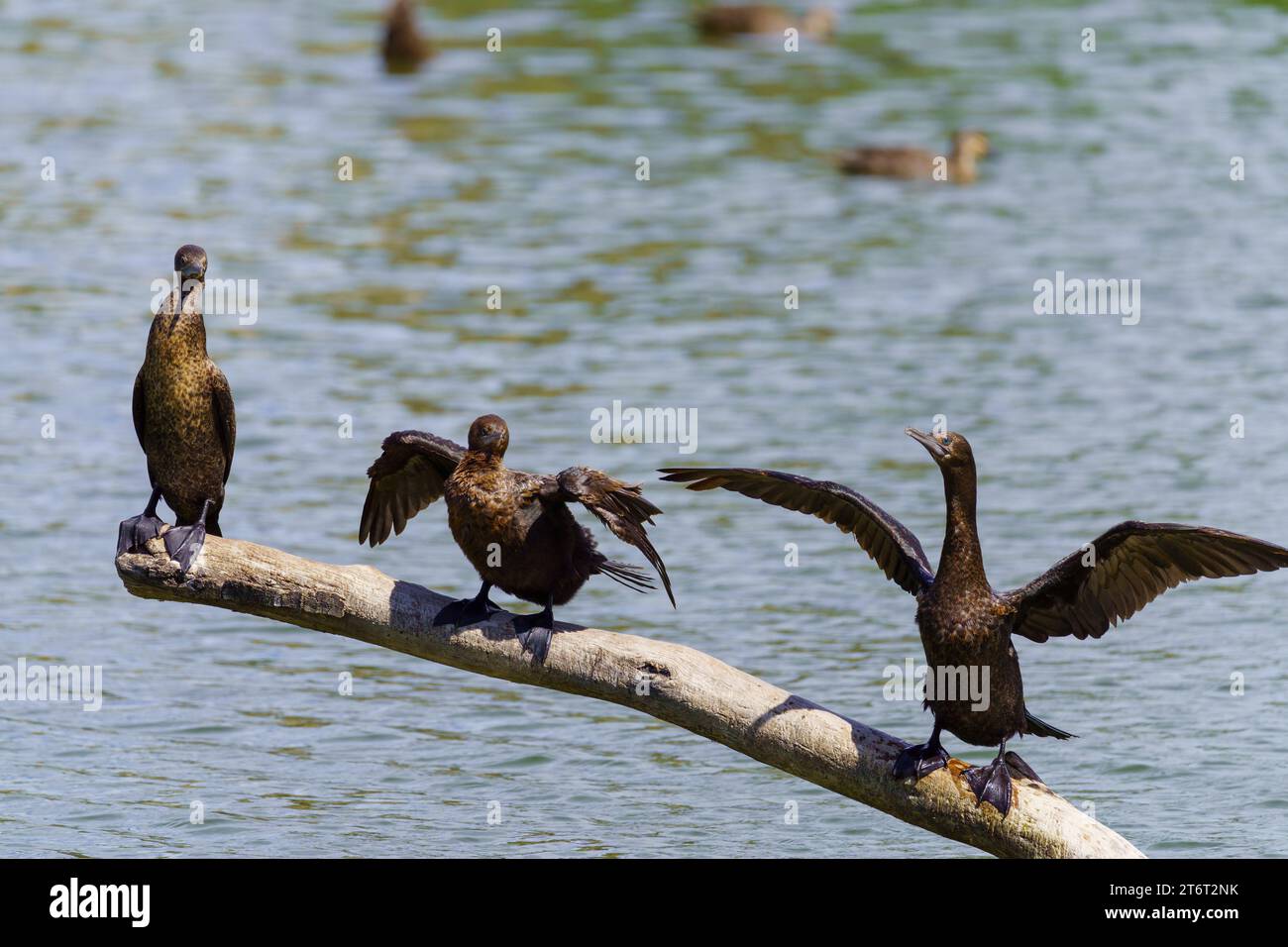 Kormorane, die auf einem Stock sitzen Stockfoto