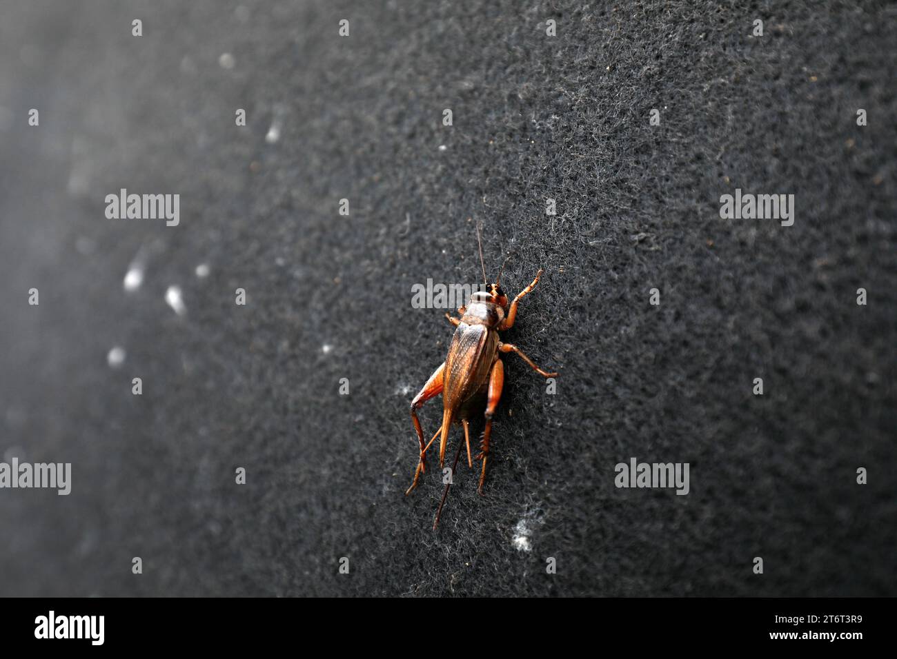 Grillen auf schwarzem Hintergrund Stockfoto