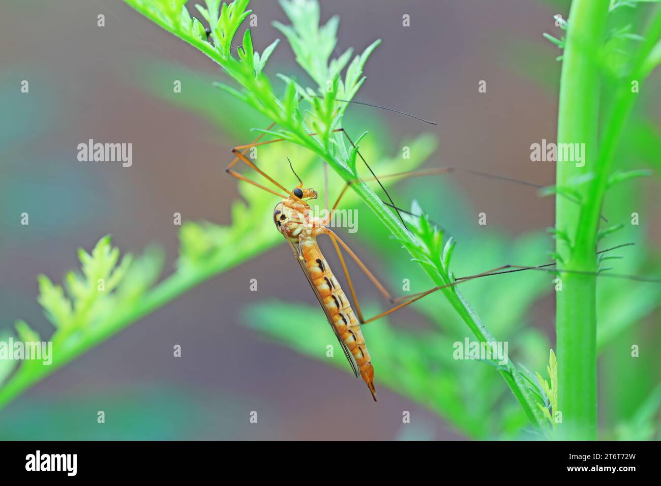 Große Mücke lebt auf Unkrautscheiben auf Unkraut Stockfoto
