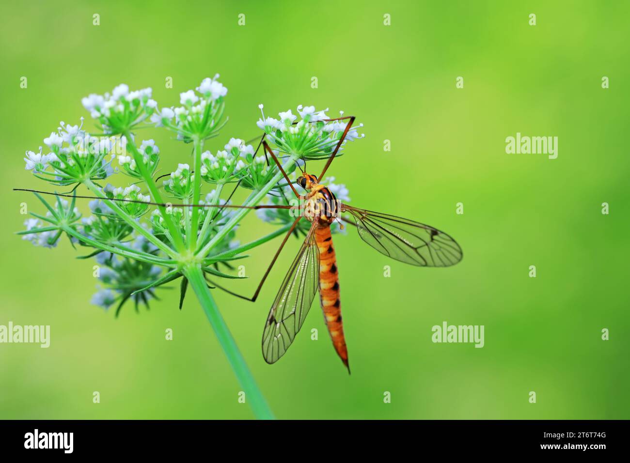 Große Mücke lebt auf Unkrautscheiben auf Unkraut Stockfoto