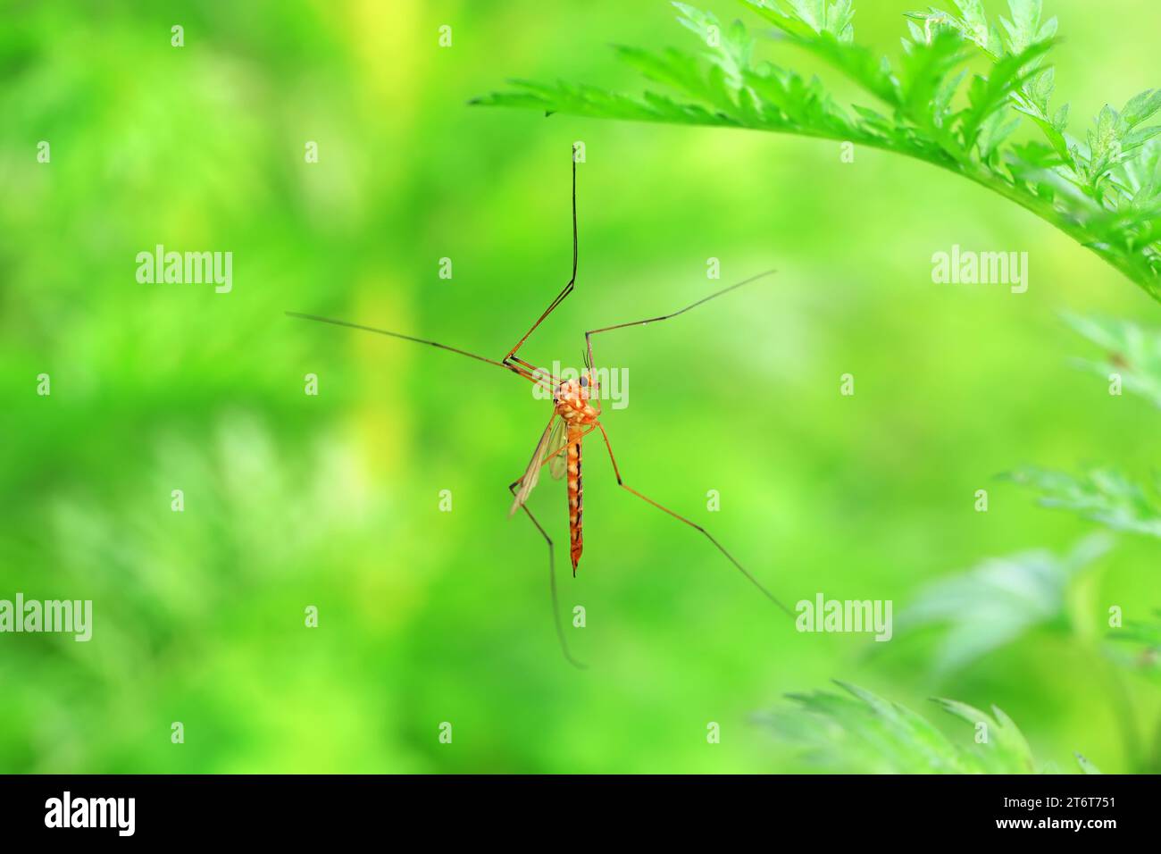 Große Mücke lebt auf Unkrautscheiben auf Unkraut Stockfoto