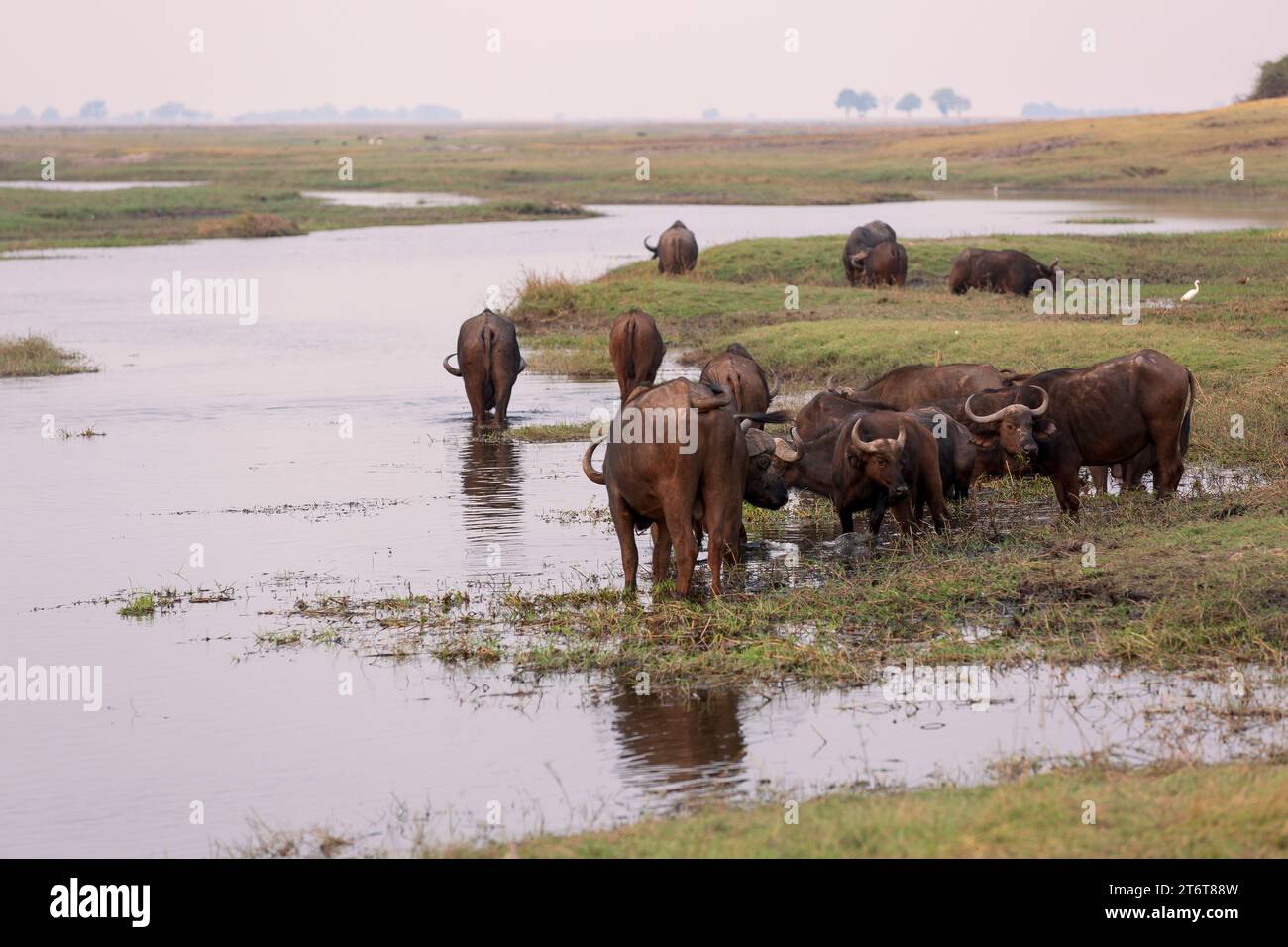 Herde der Afrikanischen Büffel trinken aus Chobe River, Botswana Safari Wildlife Stockfoto