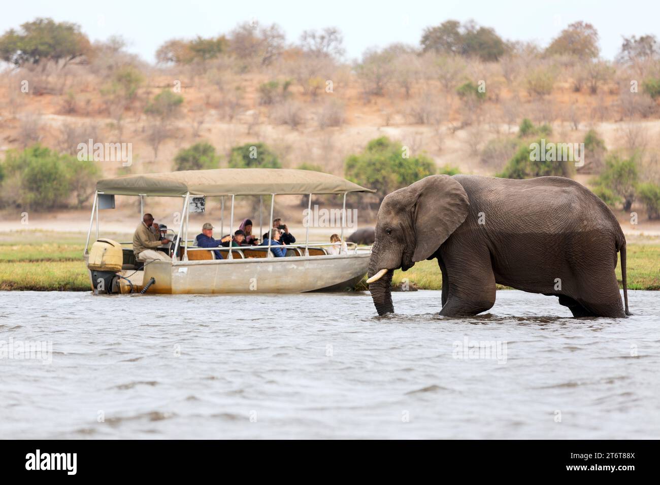 Touristen in einem Boot beobachten Elefanten am Flussufer des Chobe River im Chobe National Park, Botswana. Stockfoto