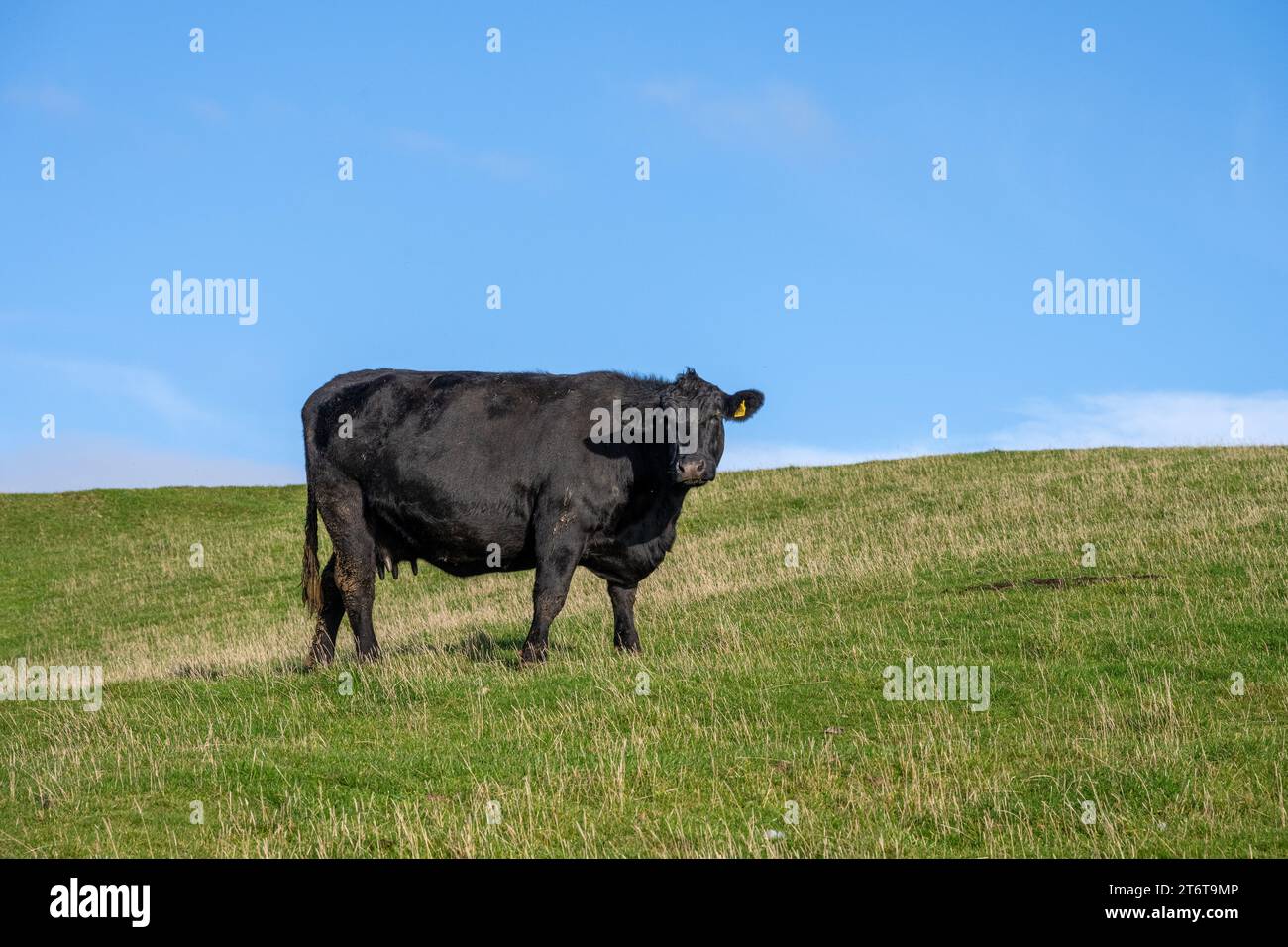 Eine schwarze Kuh auf einem grünen Feld, gesehen in England Stockfoto
