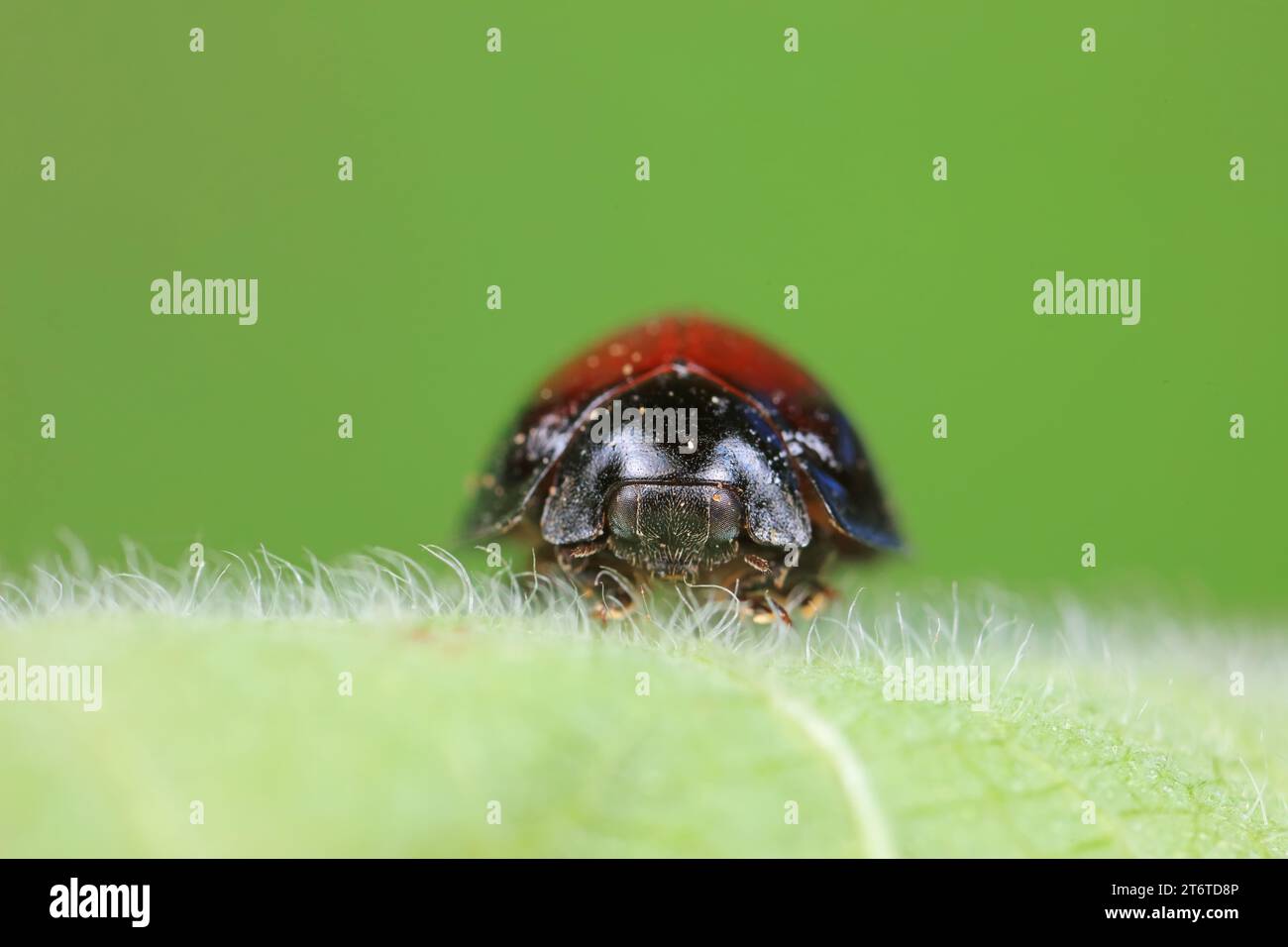 Marienkäfer leben von Unkraut in der Nordchinesischen Ebene Stockfoto