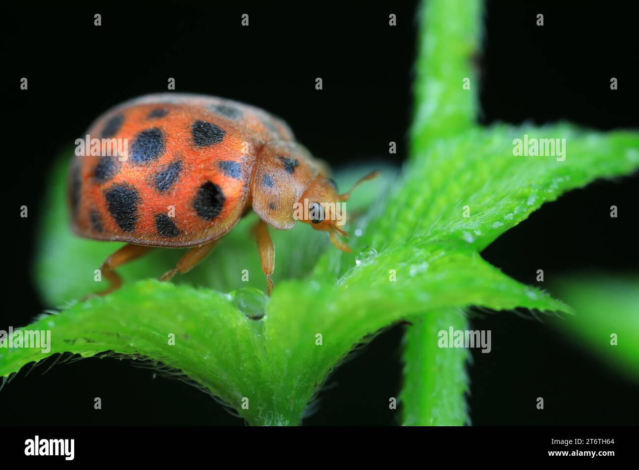 Marienkäfer leben von Unkraut in der Nordchinesischen Ebene Stockfoto