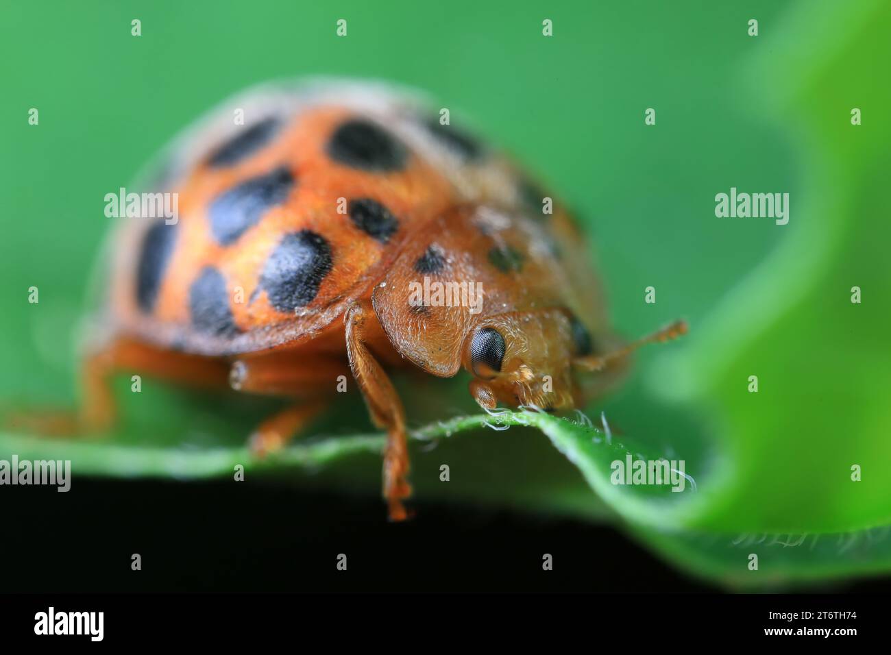 Marienkäfer leben von Unkraut in der Nordchinesischen Ebene Stockfoto