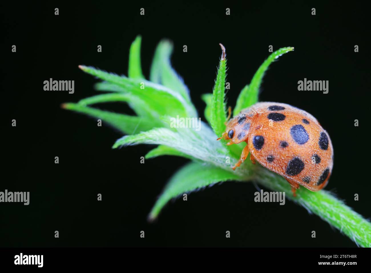 Marienkäfer leben von Unkraut in der Nordchinesischen Ebene Stockfoto