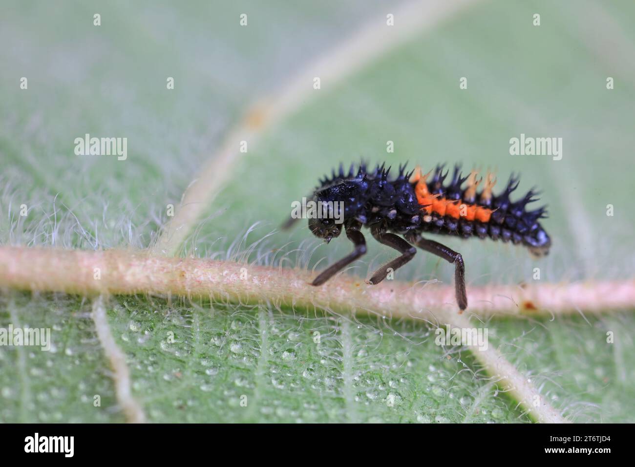 Marienkäfer-Larven leben von Unkraut Stockfoto
