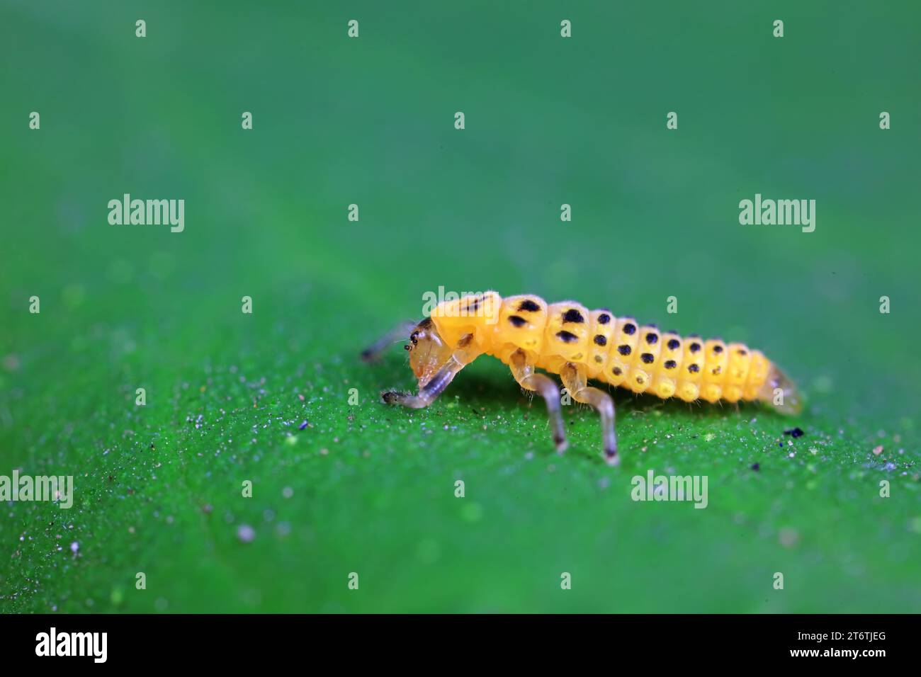 Marienkäfer-Larven leben von Unkraut Stockfoto