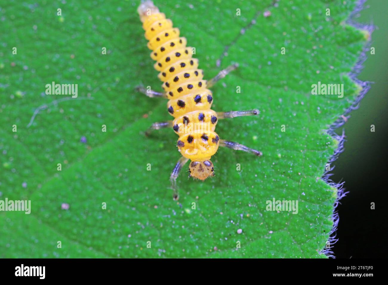Marienkäfer-Larven leben von Unkraut Stockfoto