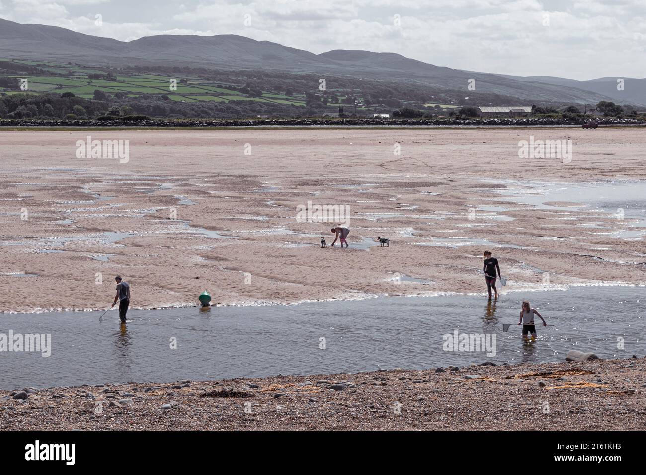Menschen mit Fischernetzen suchen in dem kleinen Bach am Strand in Abersoch in Westwales Großbritannien nach Fischen Stockfoto