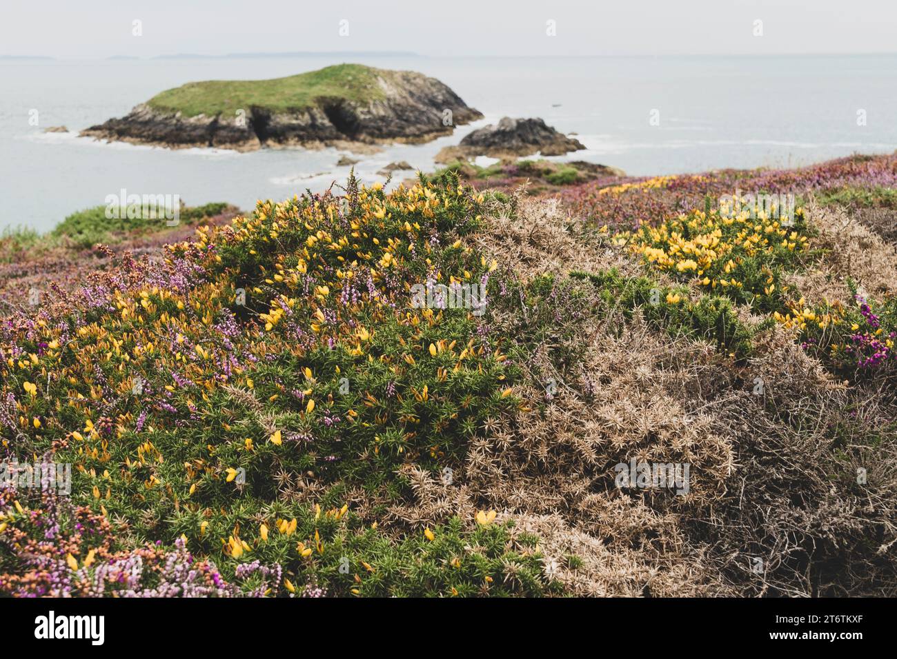 Eine kleine felsige Insel liegt direkt vor der Küste von St Davids mit farbenfrohen Brackenblüten im Vordergrund in Wales, Großbritannien Stockfoto