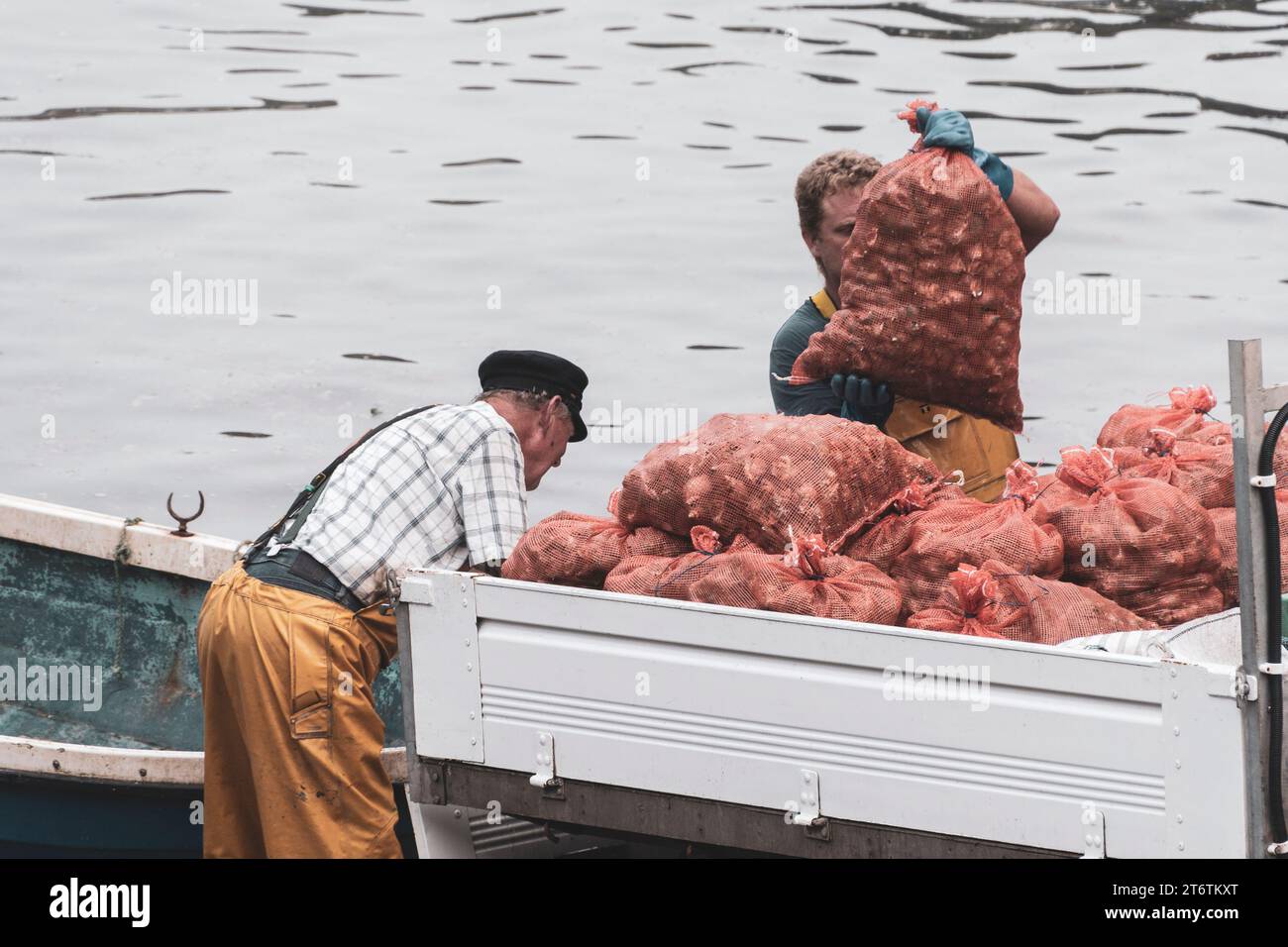 Zwei Fischer beladen einen LKW mit Muscheln in Taschen von den Tagen Fang am Kai in St Davids in Südwestwales in Großbritannien Stockfoto