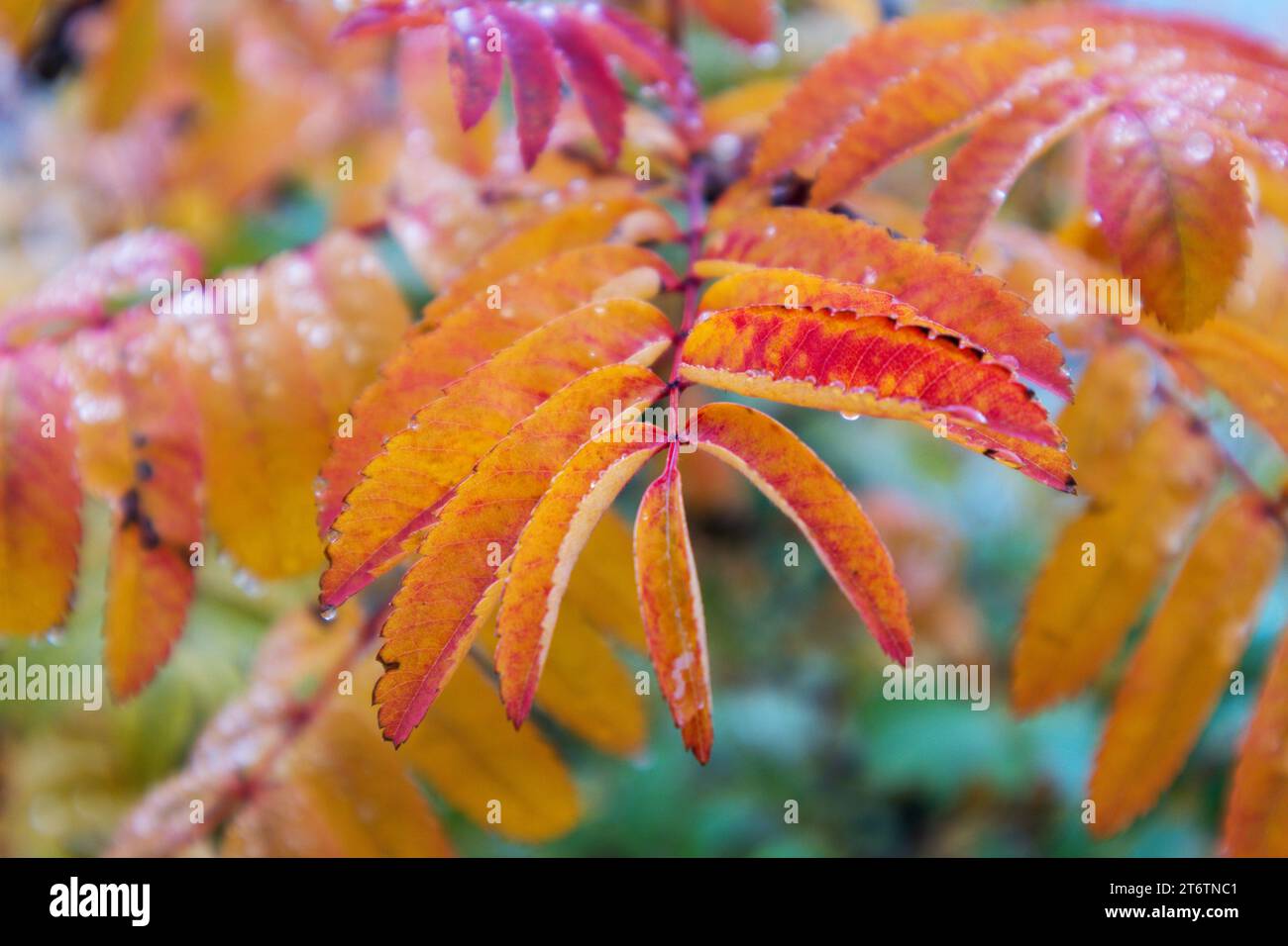 Bunter Baumzweig mit kleinen Blättern in gelb, orange, grünlich, rosa und vielen anderen Farben Stockfoto