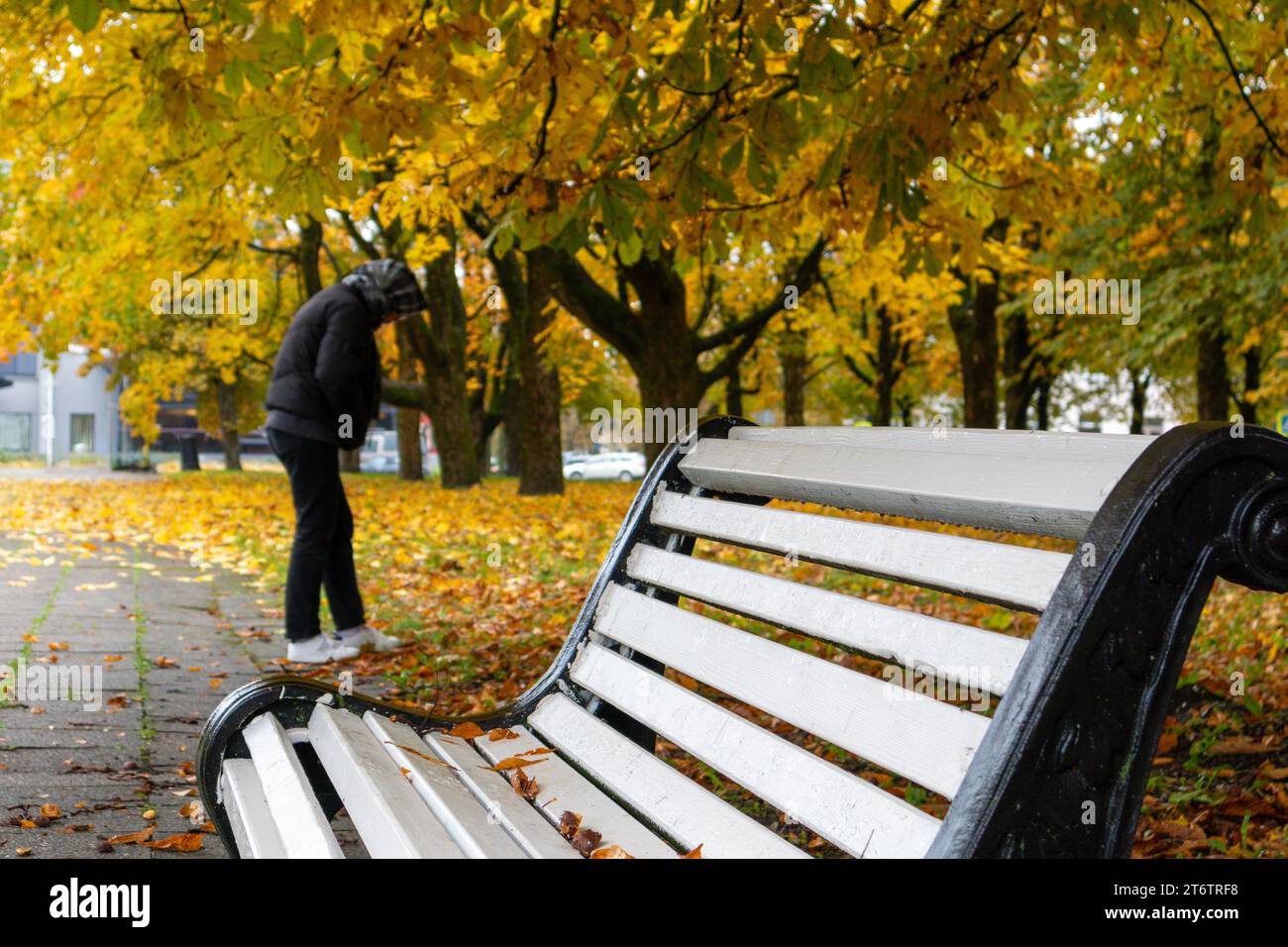 Eine Person spaziert durch den Park an einem farbenfrohen Rudfentag mit einer weißen Bank im Vordergrund Stockfoto