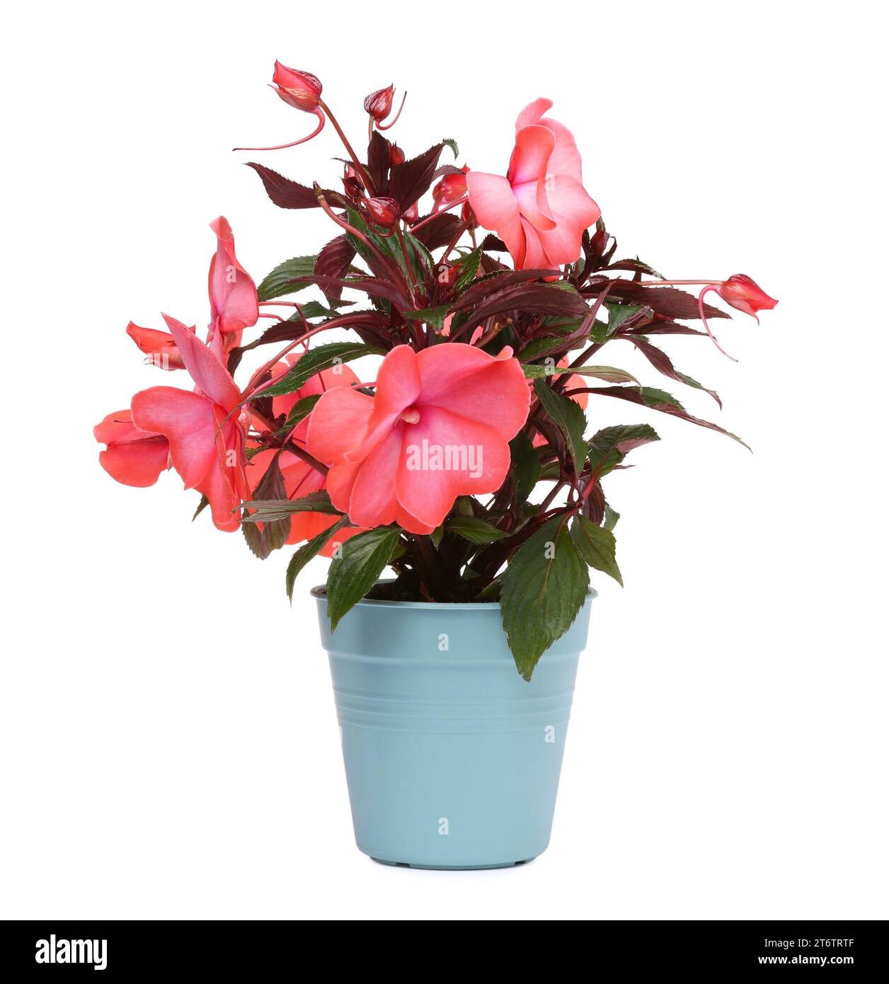 Impatiens Blume im hellblauen Topf isoliert auf weiß Stockfoto