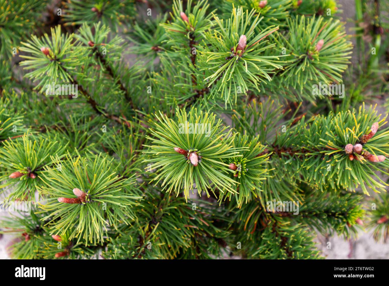 Ein Bündel Kiefernnadeln in grüner Farbe Stockfoto