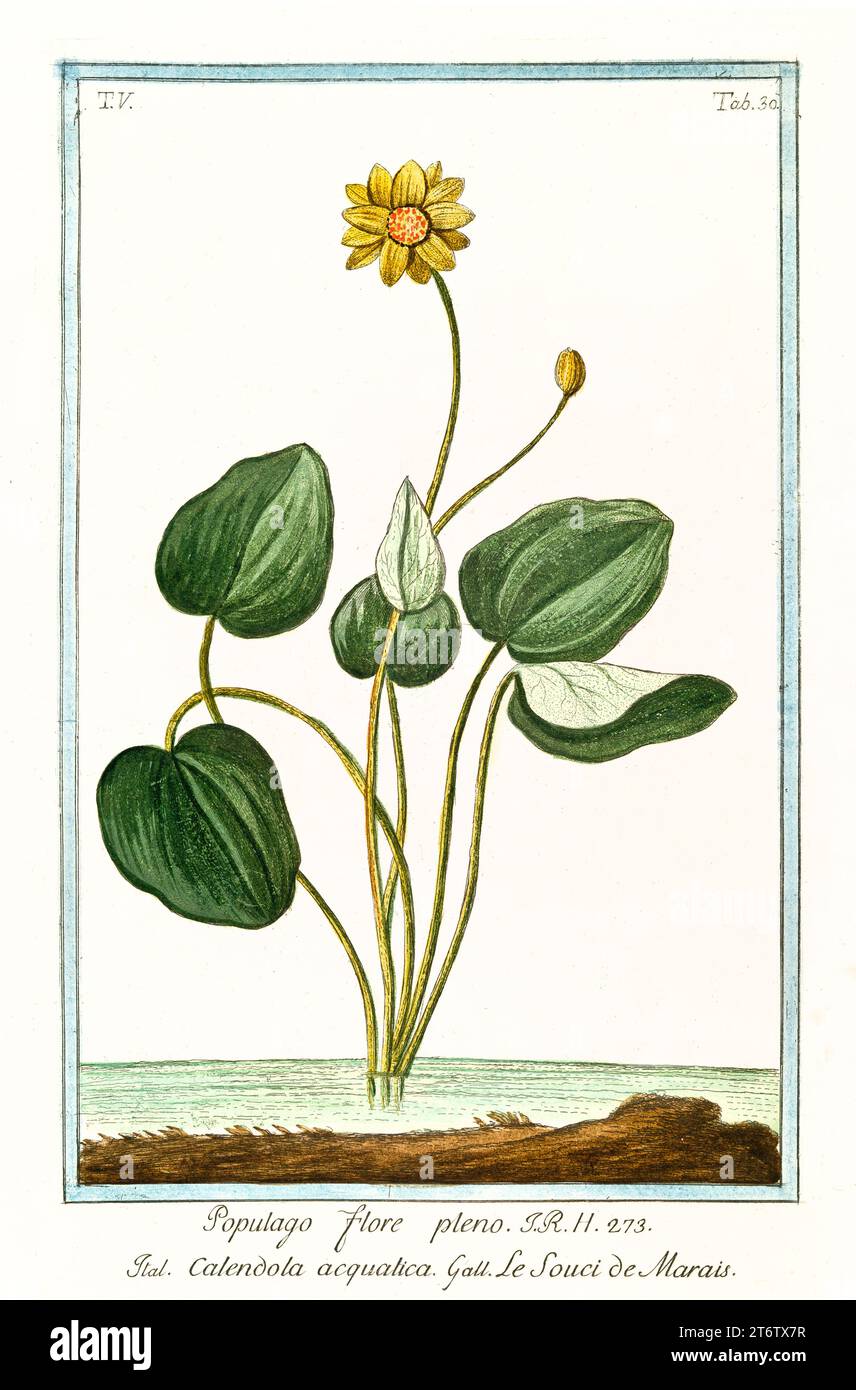 Marsh Marigold (Caltha palustris), handkolorierter botanischer Stich, vertikale Platte, Rom 1772–93. Gelbe Blume, breite Blätter, aquatischer Lebensraum Stockfoto
