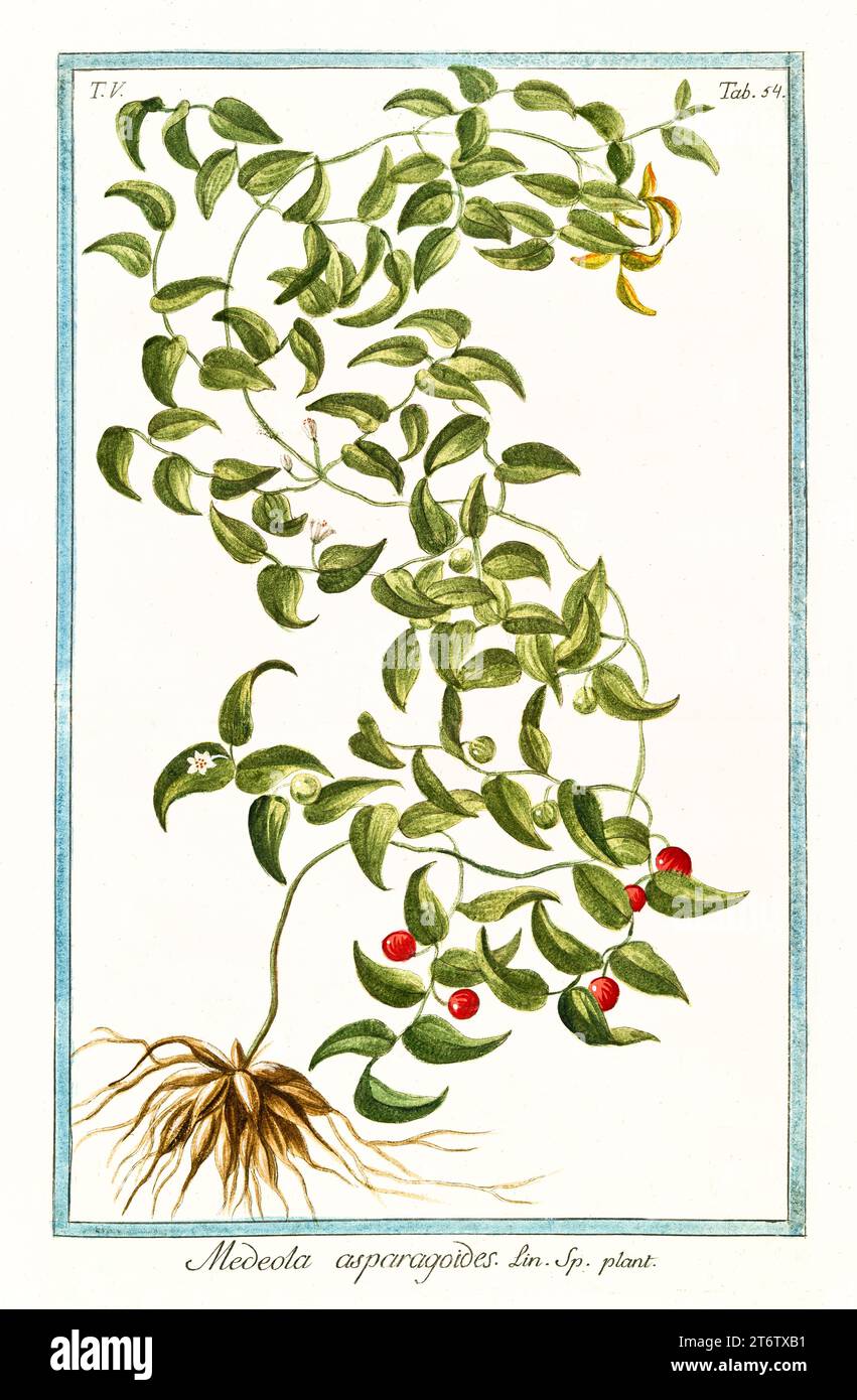 Bridal Creeper (Spargel asparagoides), handkolorierter botanischer Stich, vertikal, Rom 1772-93, Zwirnstiel mit ovaten Blättern und roten Beeren. Stockfoto