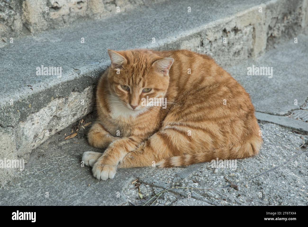 Orangene Tabby-Katze, die auf Steintreppen ruht Stockfoto