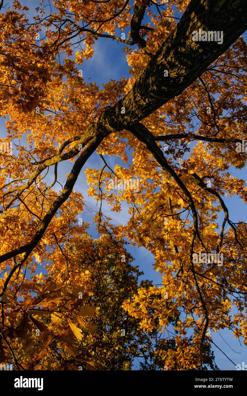 Schönheit des Herbstes 13.11.2023 Bialystok Polen. Goldene Baumkrone gegen den blauen Himmel. Stockfoto