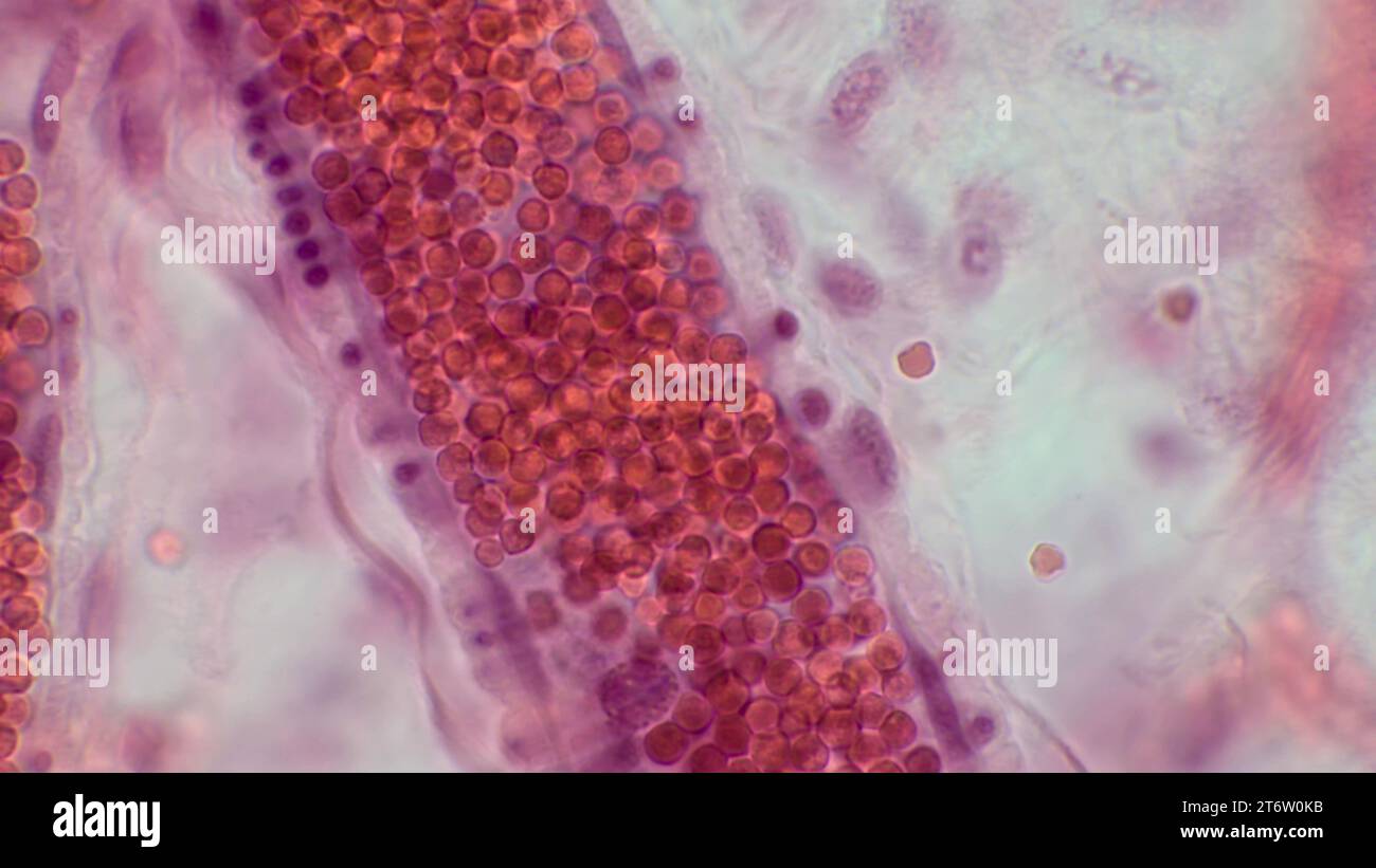 Der Kreislauf. Histologische Struktur einer Arteriole mit roten Blutkörperchen. Hämatoxylin-endEosin-Färbung. Stockfoto