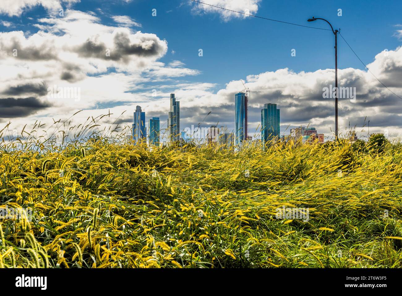 Hinter einer Wiese: Die Skyline von Chicago, USA Stockfoto