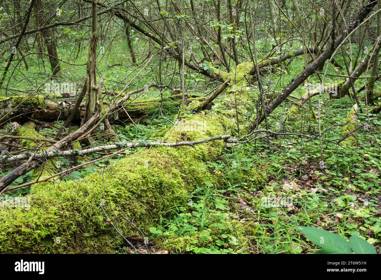 Ein abfallender fauler Baumstamm in einem dichten Wald in der Nähe des Randes Stockfoto