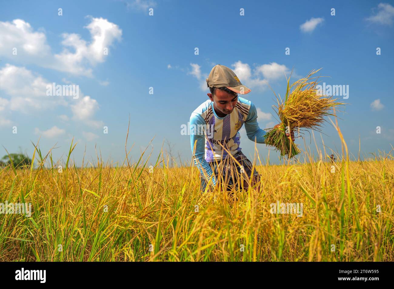 Nicht exklusiv: 08. November 2023 Sylhet-Bangladesch: Landwirt Ajmal Ali, 70 Jahre alt, erntet während des bengalischen Kalendermonats Kartik frühes Aman-Paddy. Das ist er Stockfoto